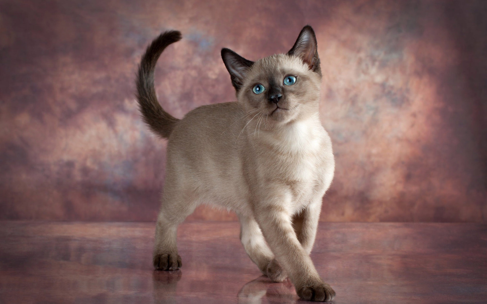 Серая сиамская кошка. Бурманская Сиамская кошка. Бурманская кошка с голубыми глазами. Бурманская кошка серая. Тонкинез Блу.