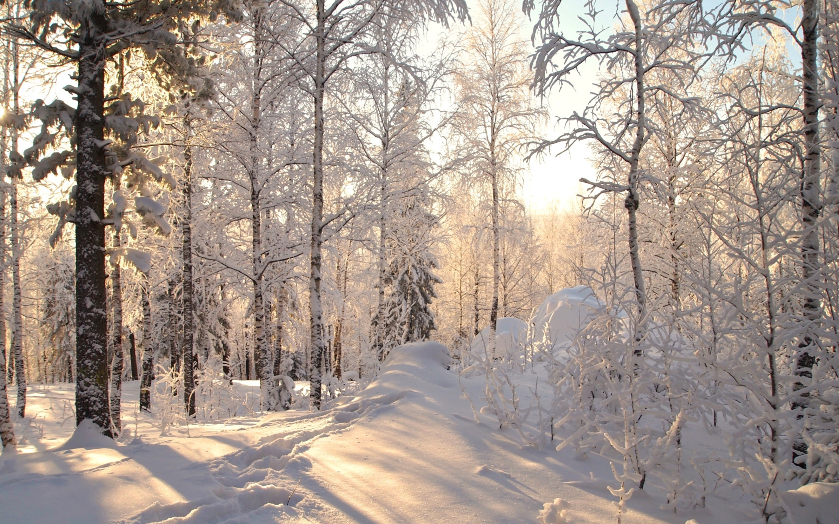 Снежок лесной. Зимой в лесу. Зимний лес. Зимние леса. Заснеженный лес.