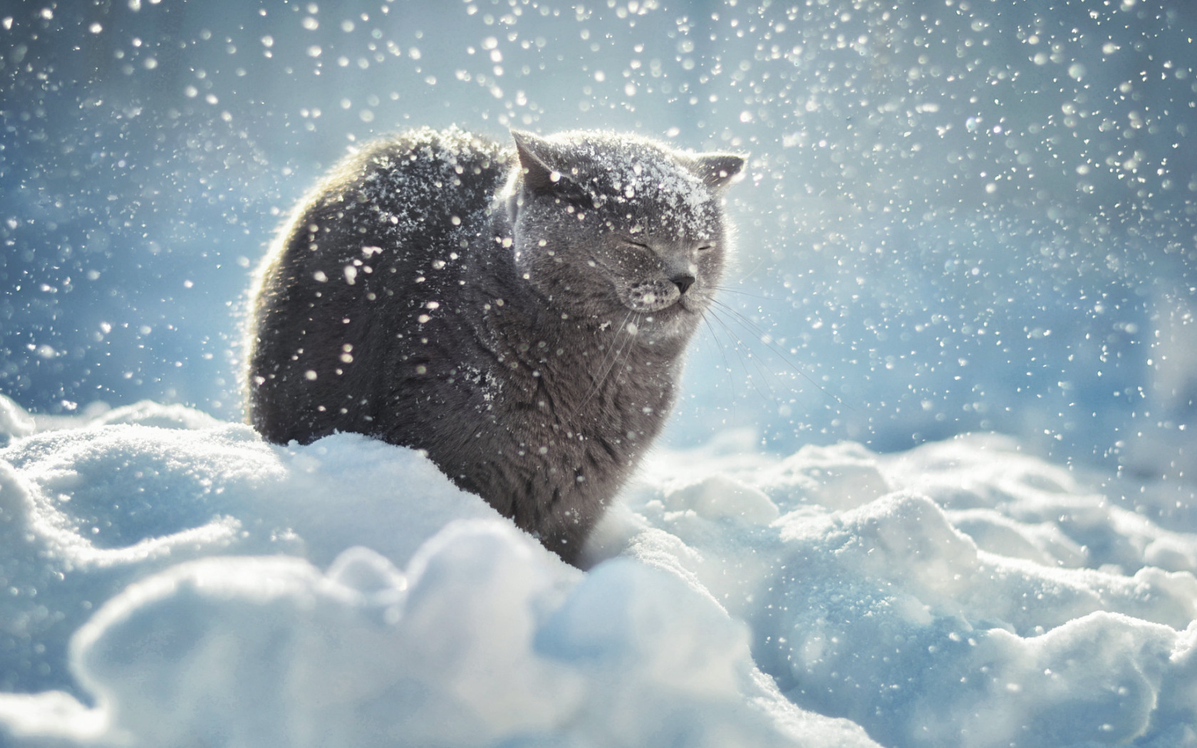 Кошка зима. Снежный кот. Котик в снегу. Кот на фоне снега.