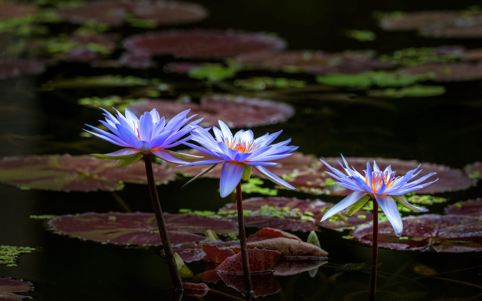 Озеро с кувшинками. Озерные цветы. Сиреневые лилии. Голубое озеро цветы.