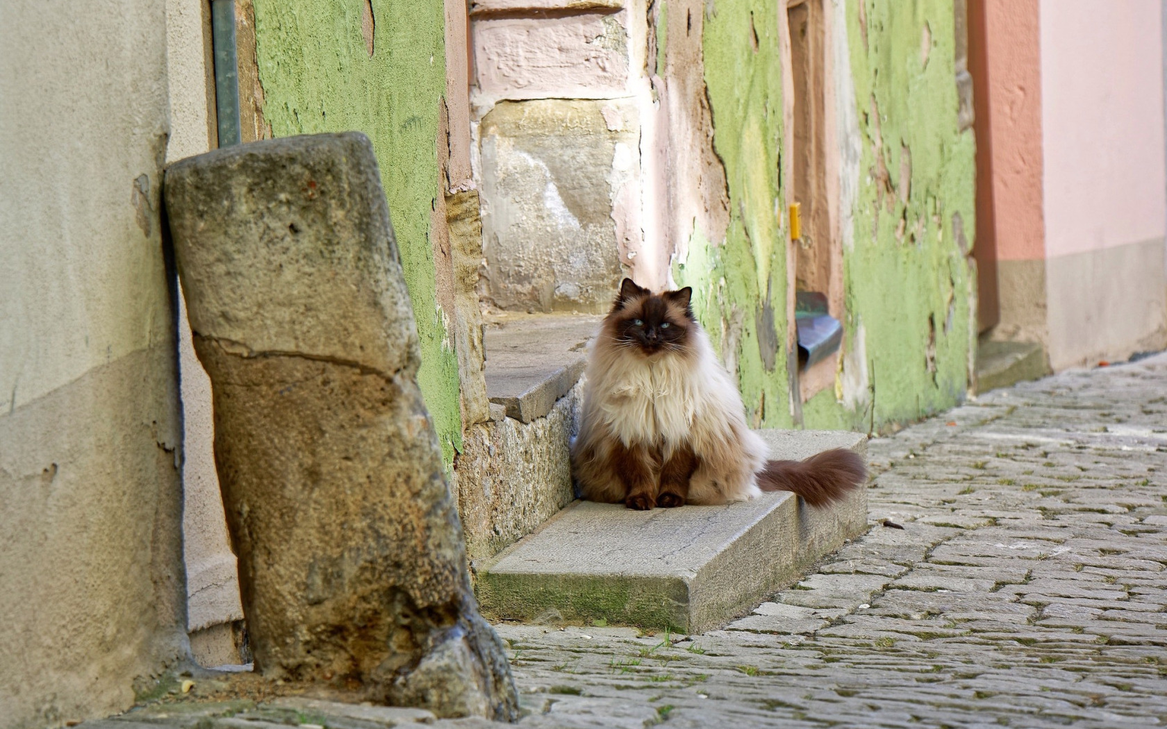 Кошки когда можно на улицу. Кошка на улице. Кошка на улице в Тбилиси. Улица кошек в Калининграде. Кошка дом апрель.