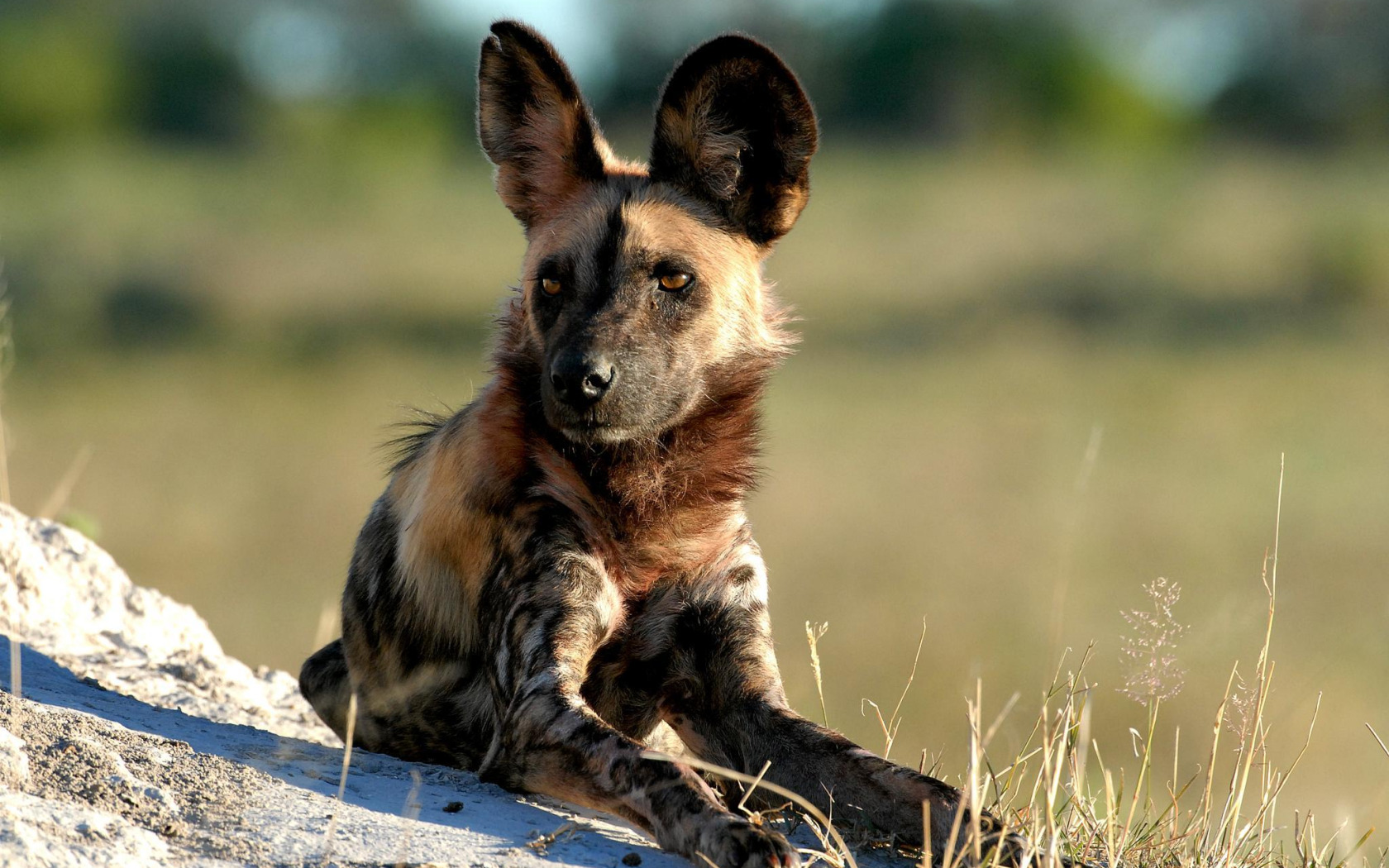 Хищных семейства псовых. Бразильская лисица крабоед. Шакал семейство псовые. Майконг, саванновая лисица, лисица-крабоед (cerdocyon thous). Гуара гривастый волк.