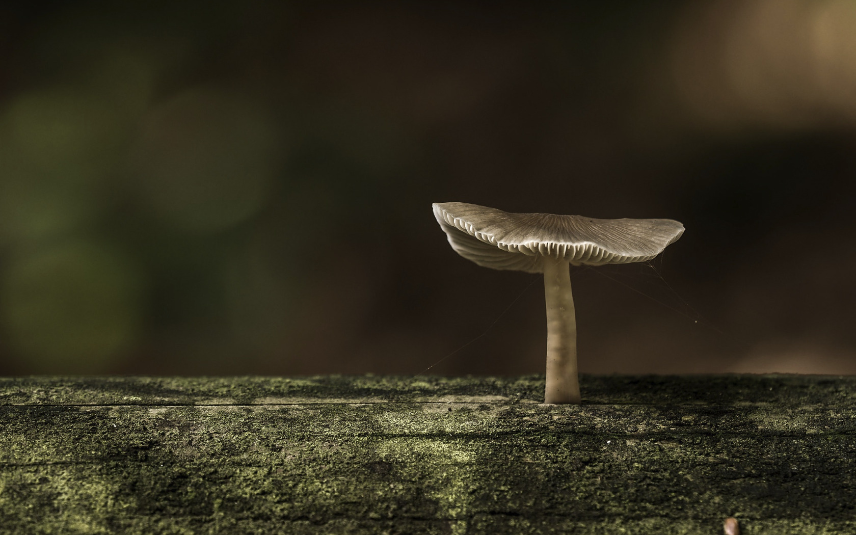 Бревна фон. Прикольные обои. Темные обои. Black Mushroom background.