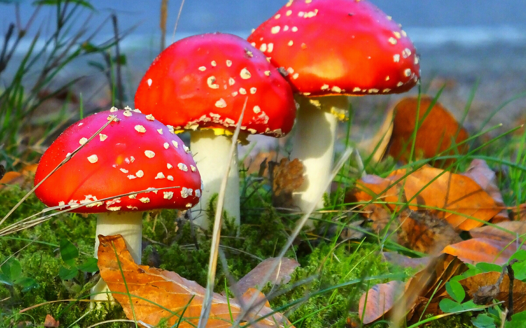 Мир природы грибы. Цезарский мухомор. Осень грибы мухоморы. Красивый мухомор. Яркие грибы.