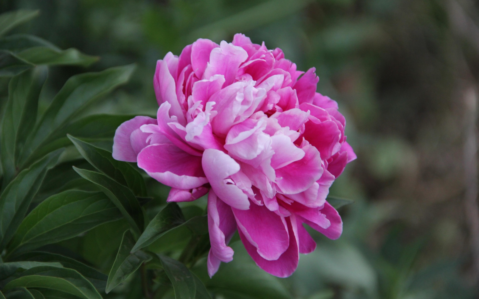 Пиони Пинк (Peony Pink)