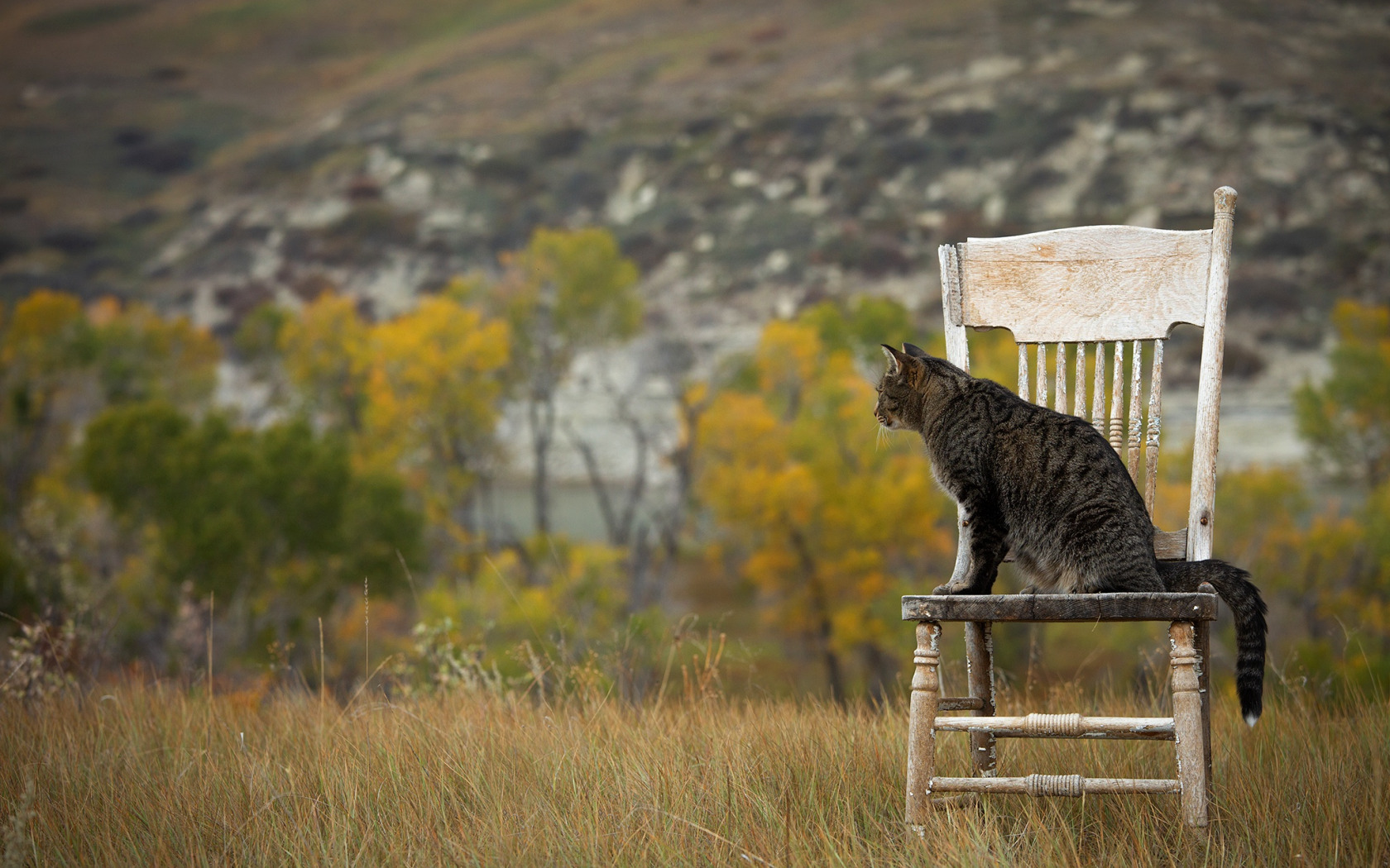 поле, осень, кошка, трава, кот, взгляд, деревья, природа
