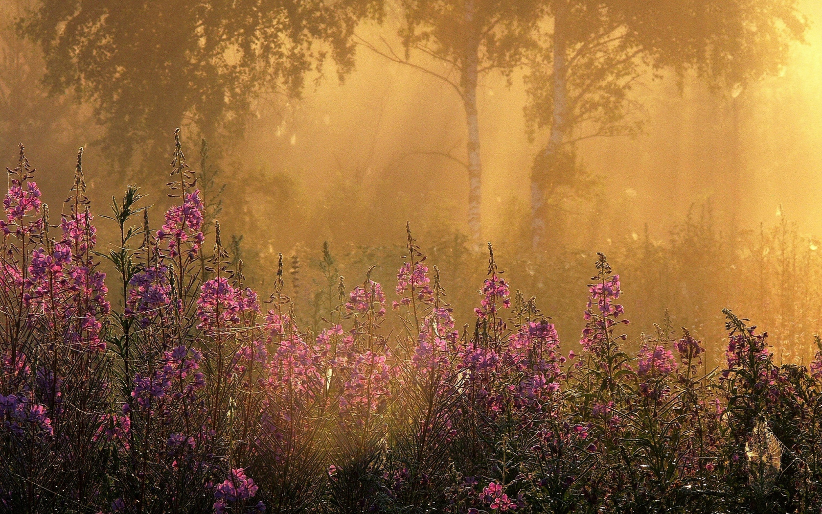 Лес туман лето. Рассвет в лесу летом. Цветущий сад в тумане. Профессиональные пейзажи. Туманное утро в саду.