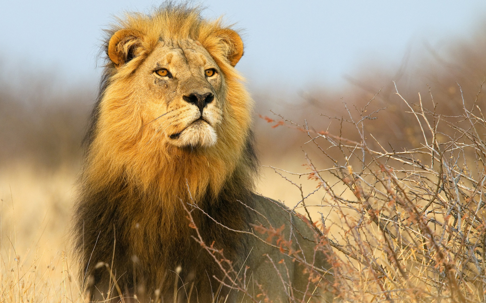Африканский Лев. Лев в Африке. Красивый Лев. Величественный Лев. Africa lion