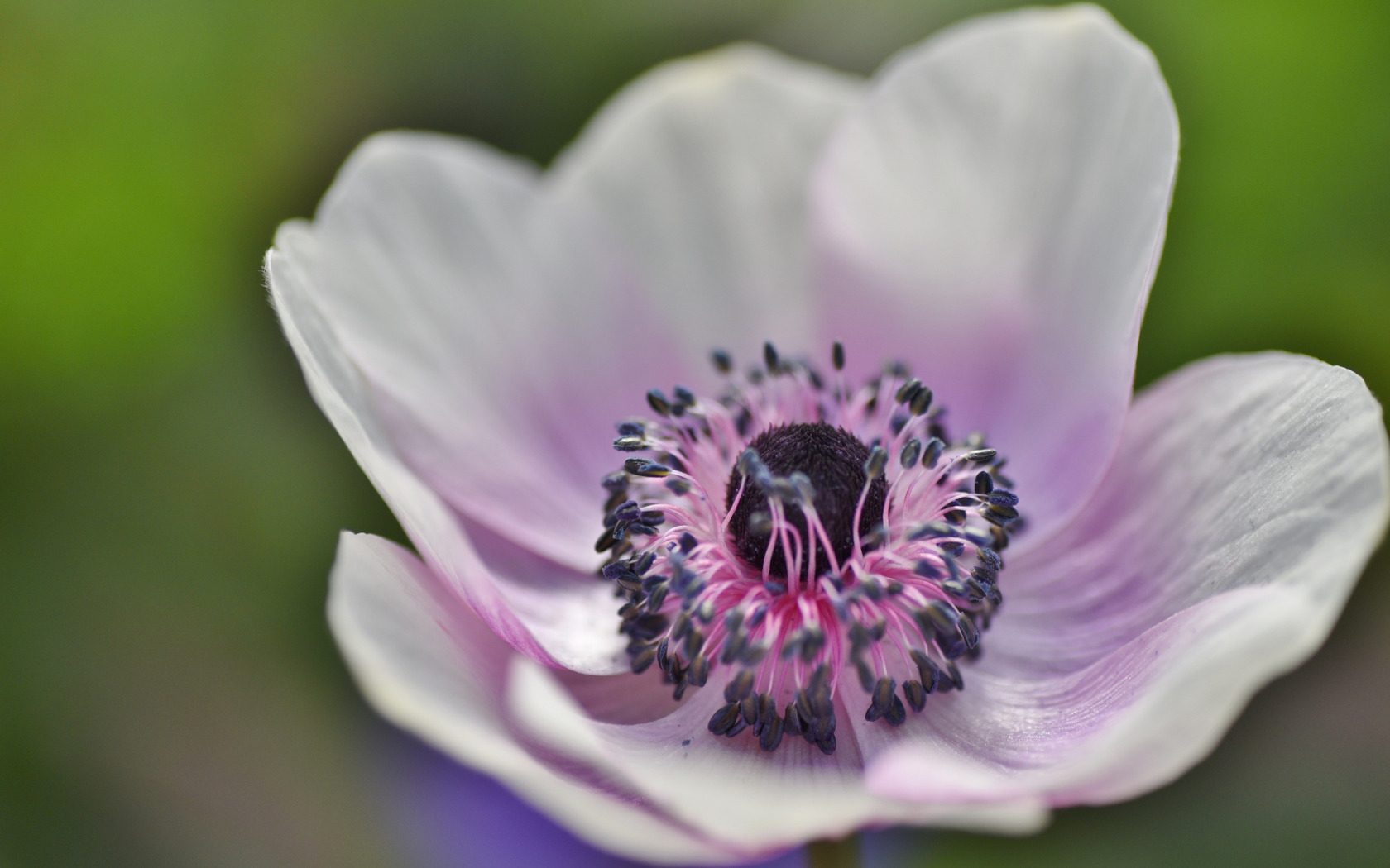 Anemone Fantasy Elsa анемона