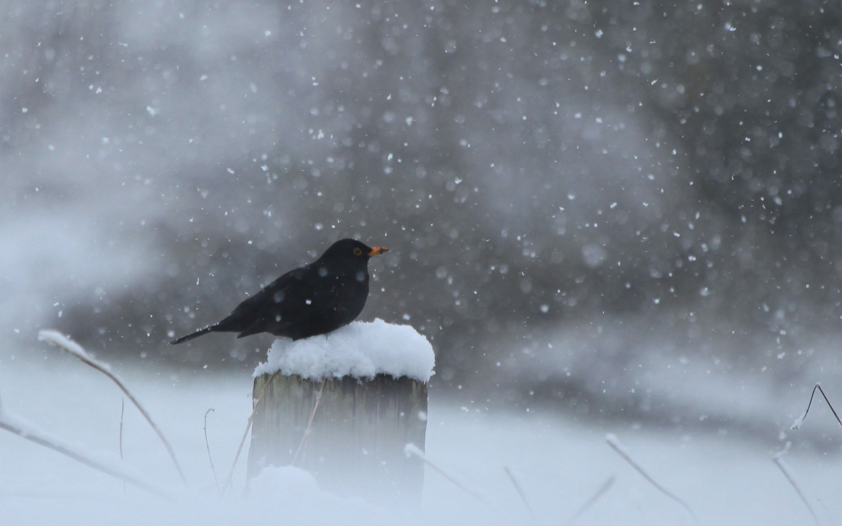 Черные снежки. Ворона на снегу. Вороны на снегу. Птицы на снегу. Ворона зимой.