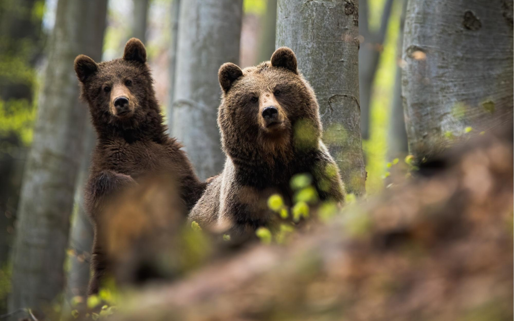 Бурый медведь. Медведица с медвежатами. Популяция бурых медведей. Бурый медведь обои на рабочий стол.