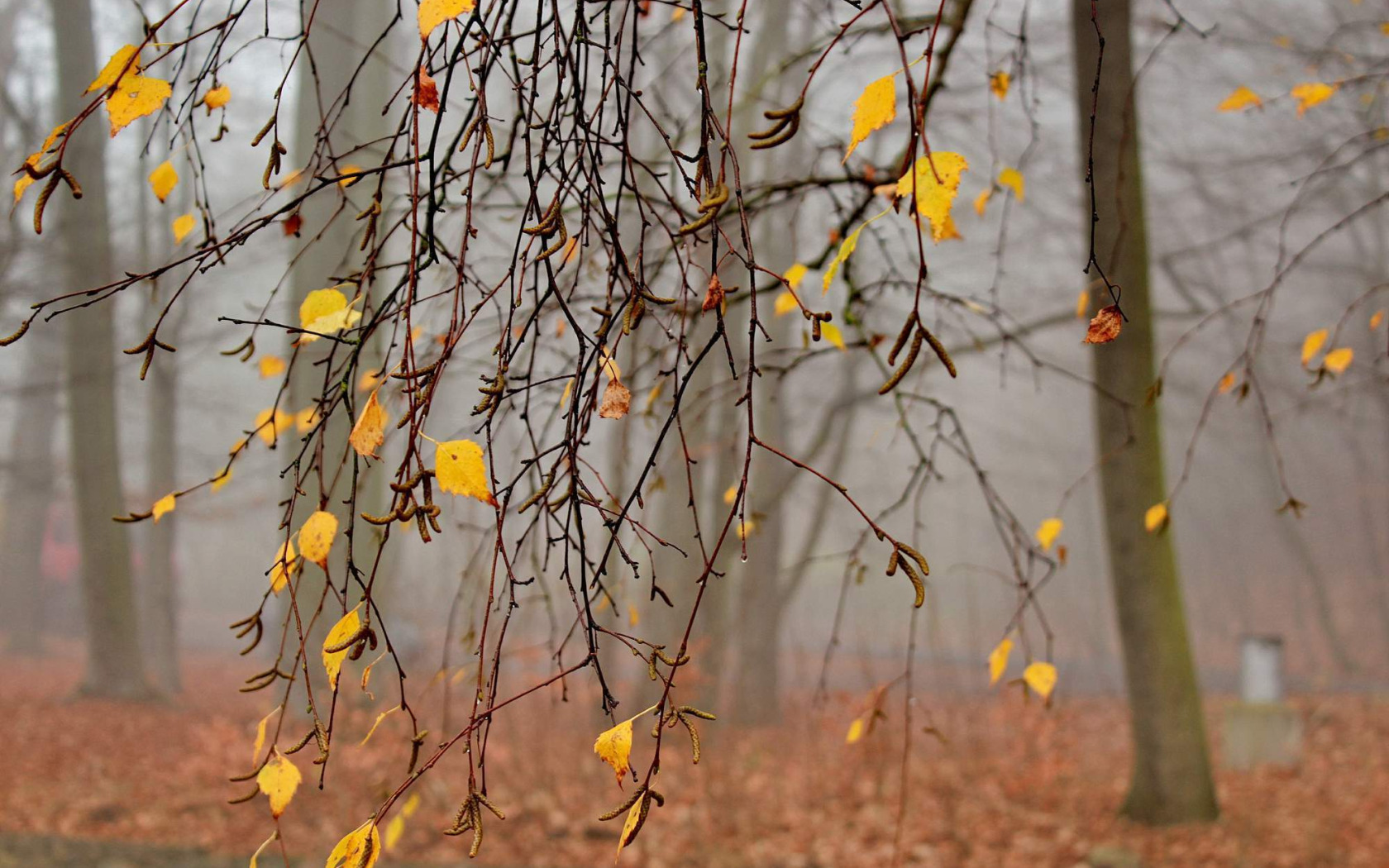 Облетели последние листья. Деревья поздней осенью. Поздняя осень. Ветка осеннего дерева. Ноябрь природа.