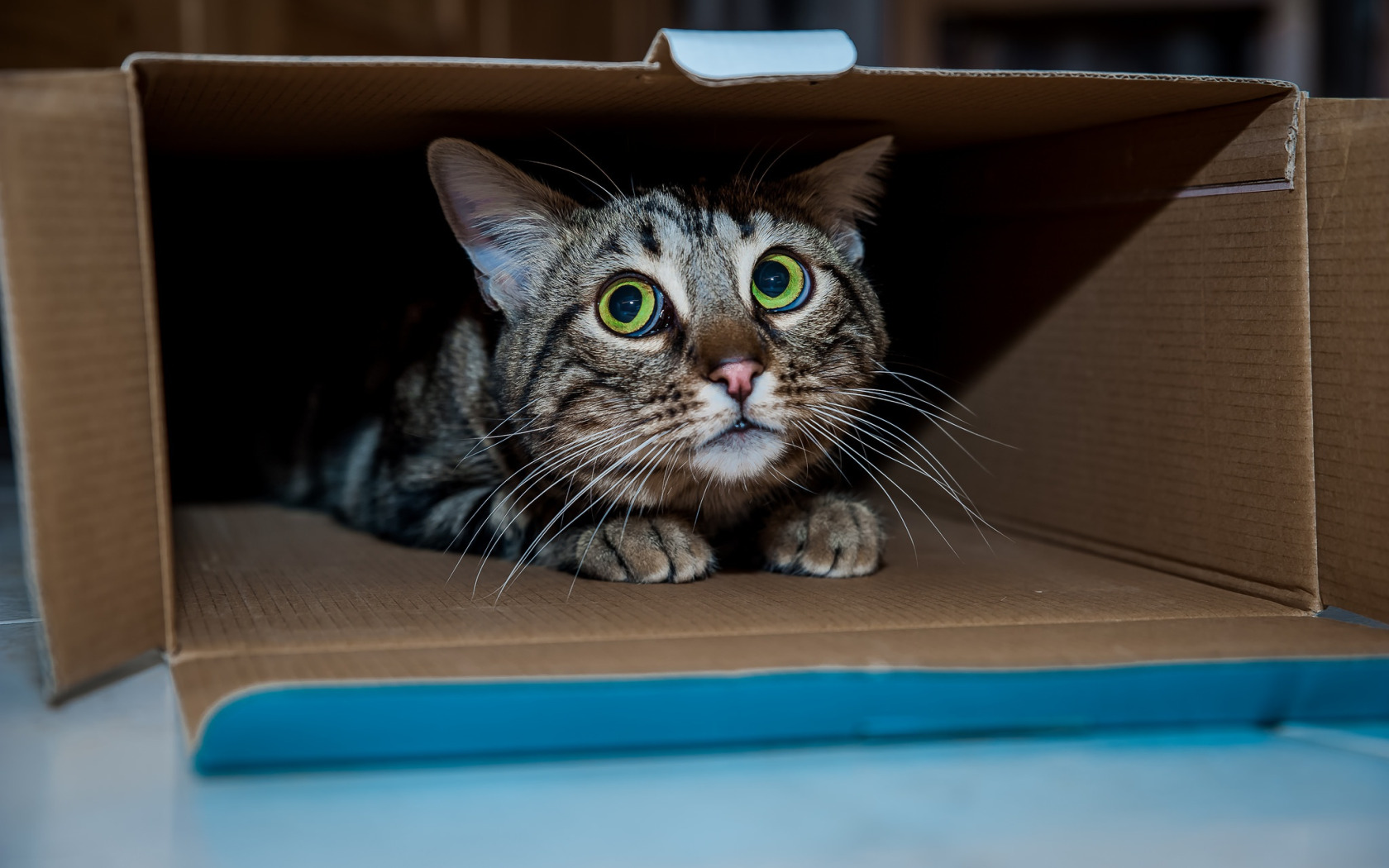 Кот в коробке. Котята в коробке. Котик в коробочке. Испуганный. Кот тревога