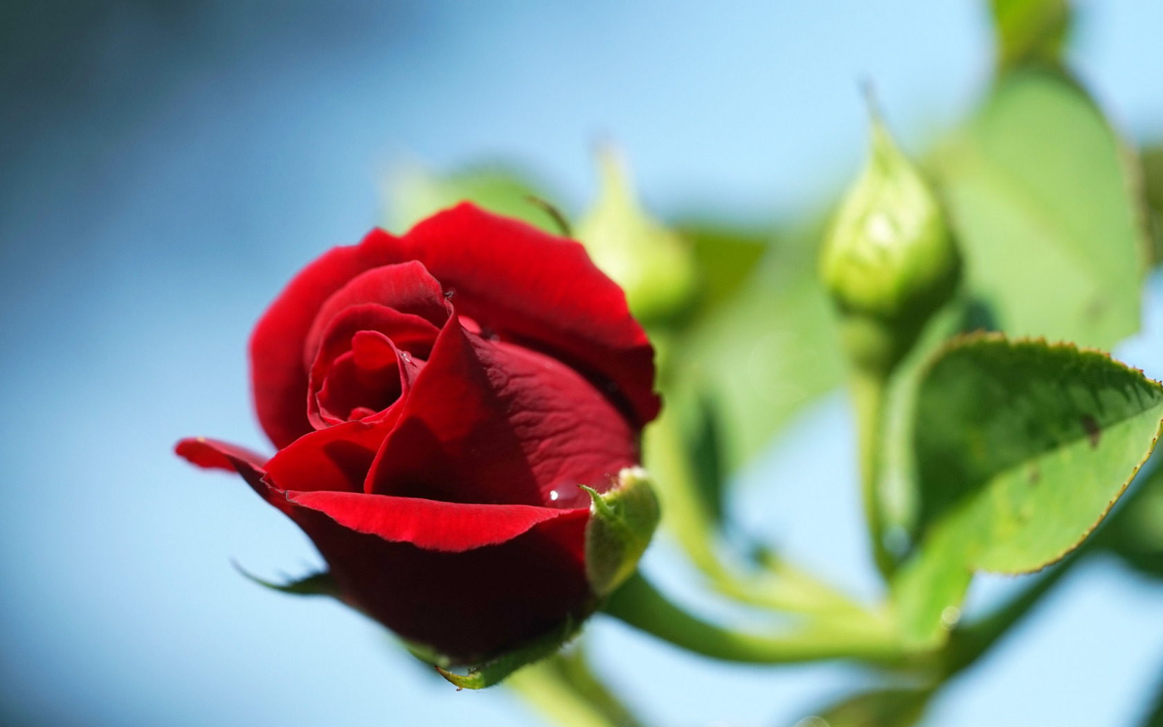 Бутон розы. Красные розы. Красивые бутоны роз. Красные бутоны. Красные бутоны телеграм
