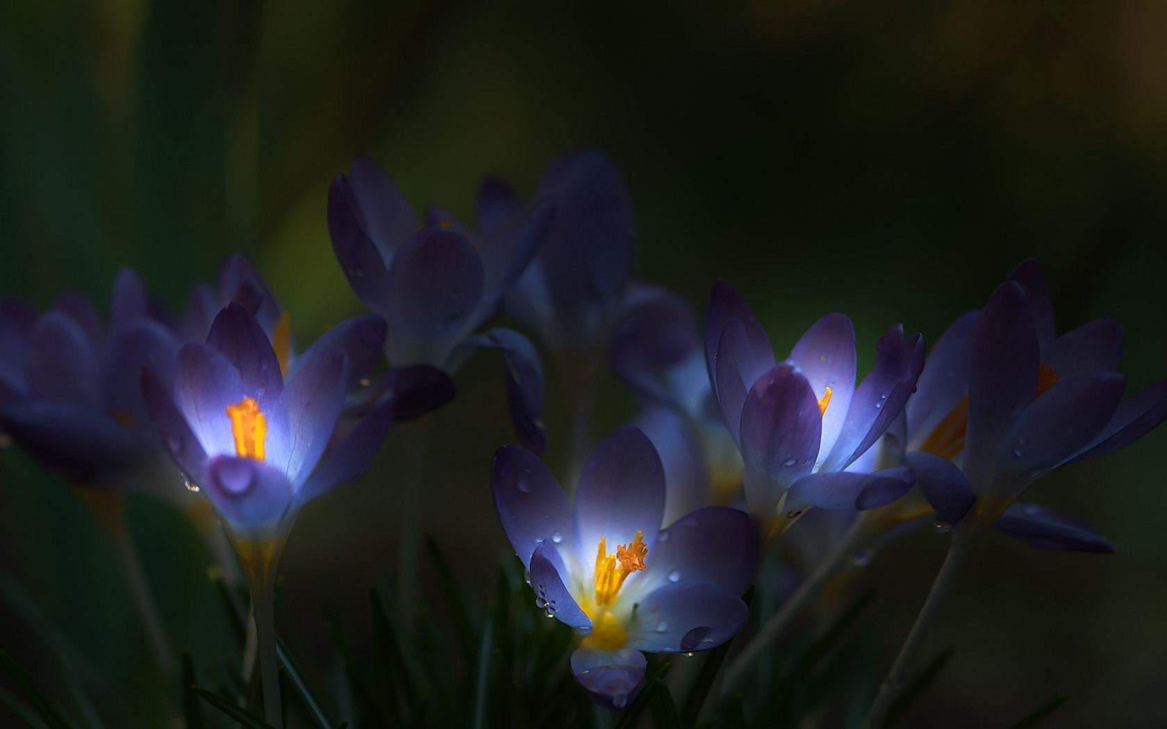 Крокус Шафран синий. Пролески, подснежники, крокусы. Крокус ночной цветок. Шафран сон трава. Песни в память о крокусе слушать