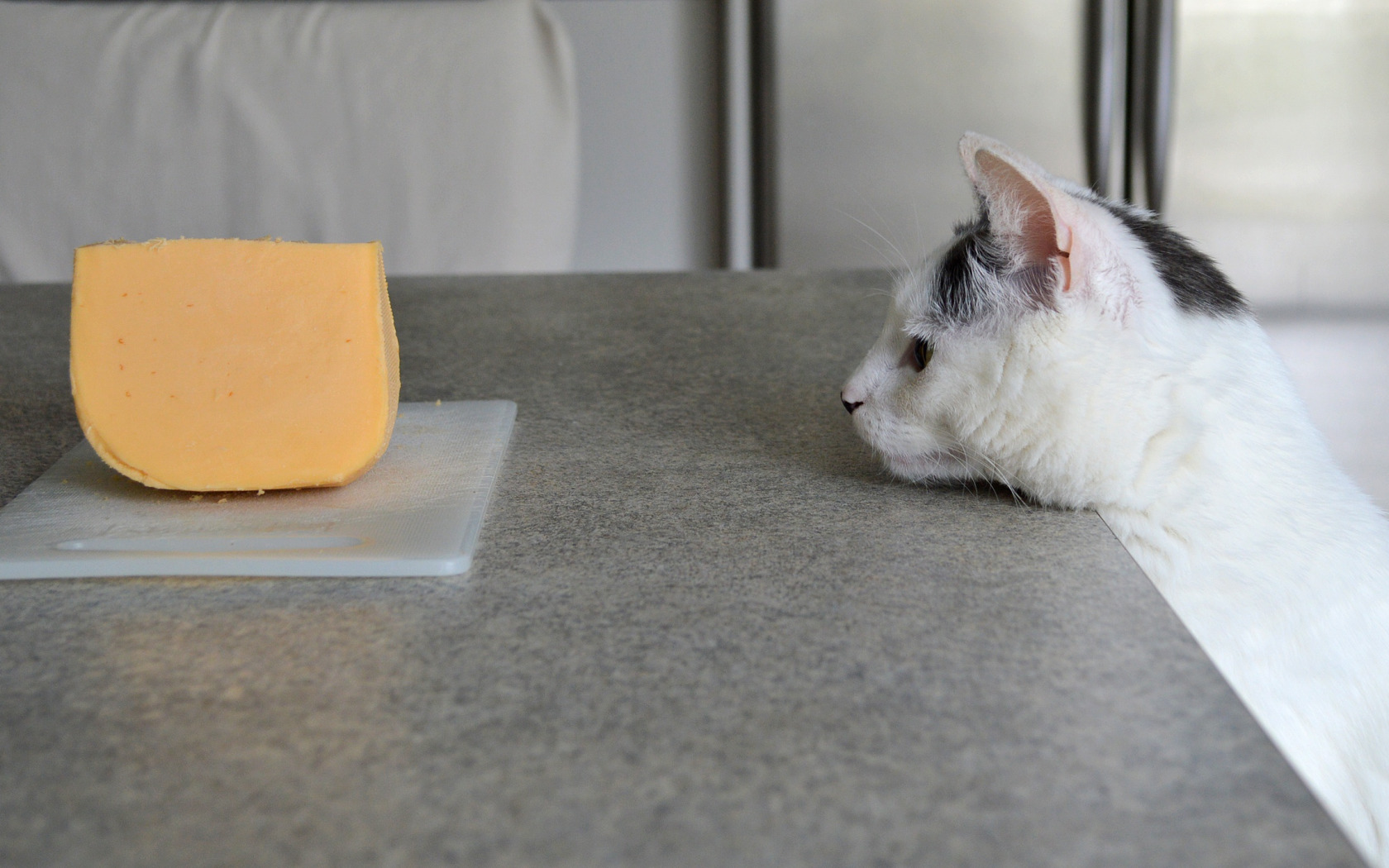 Кошка и сыр. Котик ест сыр. Сырный кот. Кошачий сыр. Сливочное масло коту