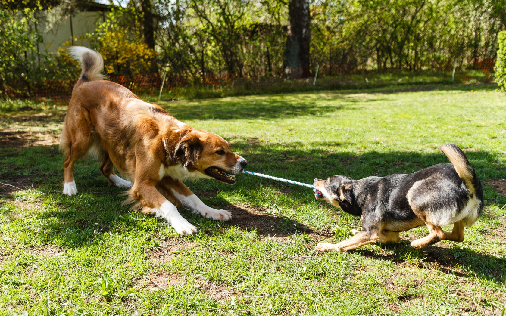 Does the dog plays with. Дог пуллинг. Собака играет. Собака играется. Дог-пуллинг (перетягивание каната).