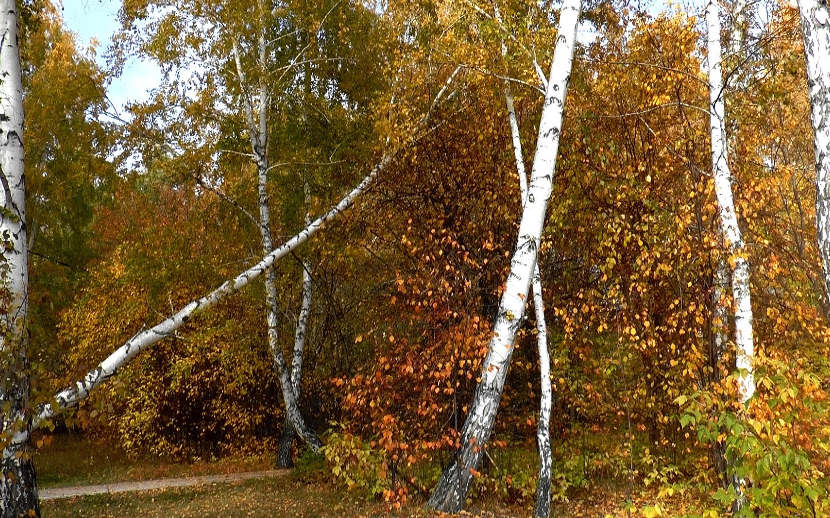 Русский лес очень красив