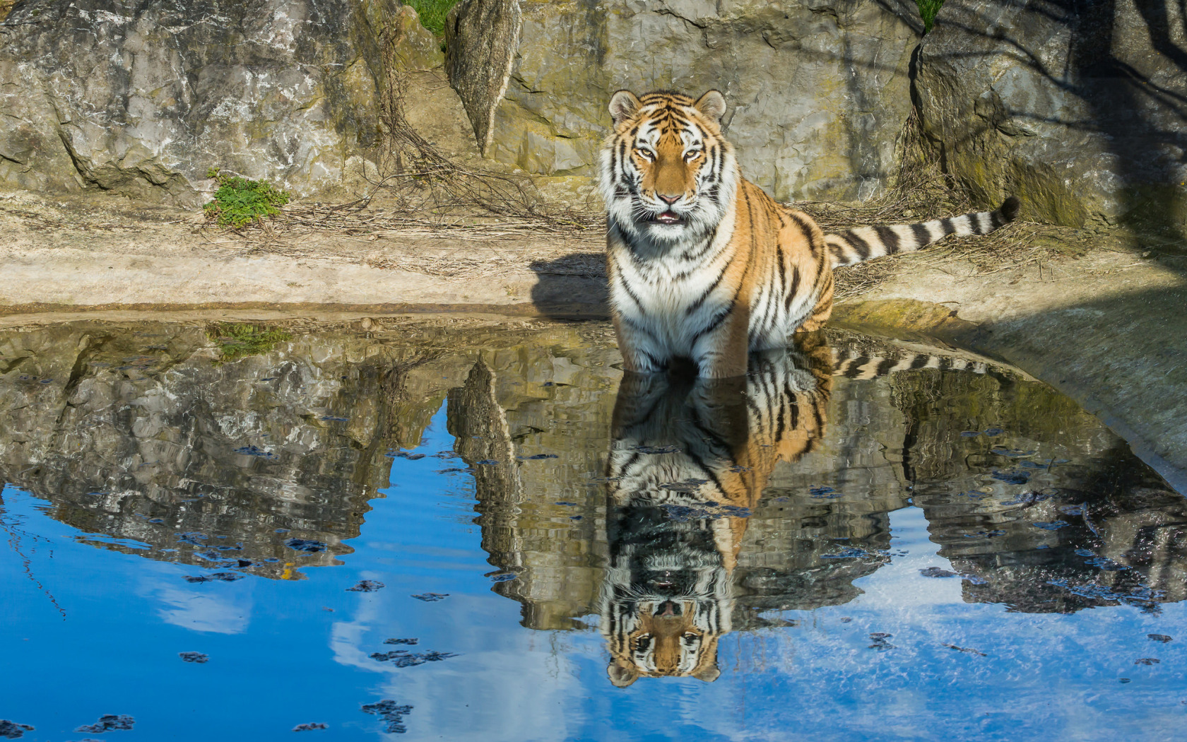 Тигр. Тигр в воде. Тигр возле воды. Тигр плывет. Тигр образует реку