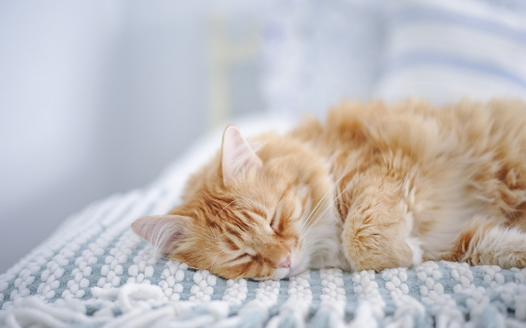 Спящий кот. Спящий котенок. Рыжий кот. Красивый котенок во сне