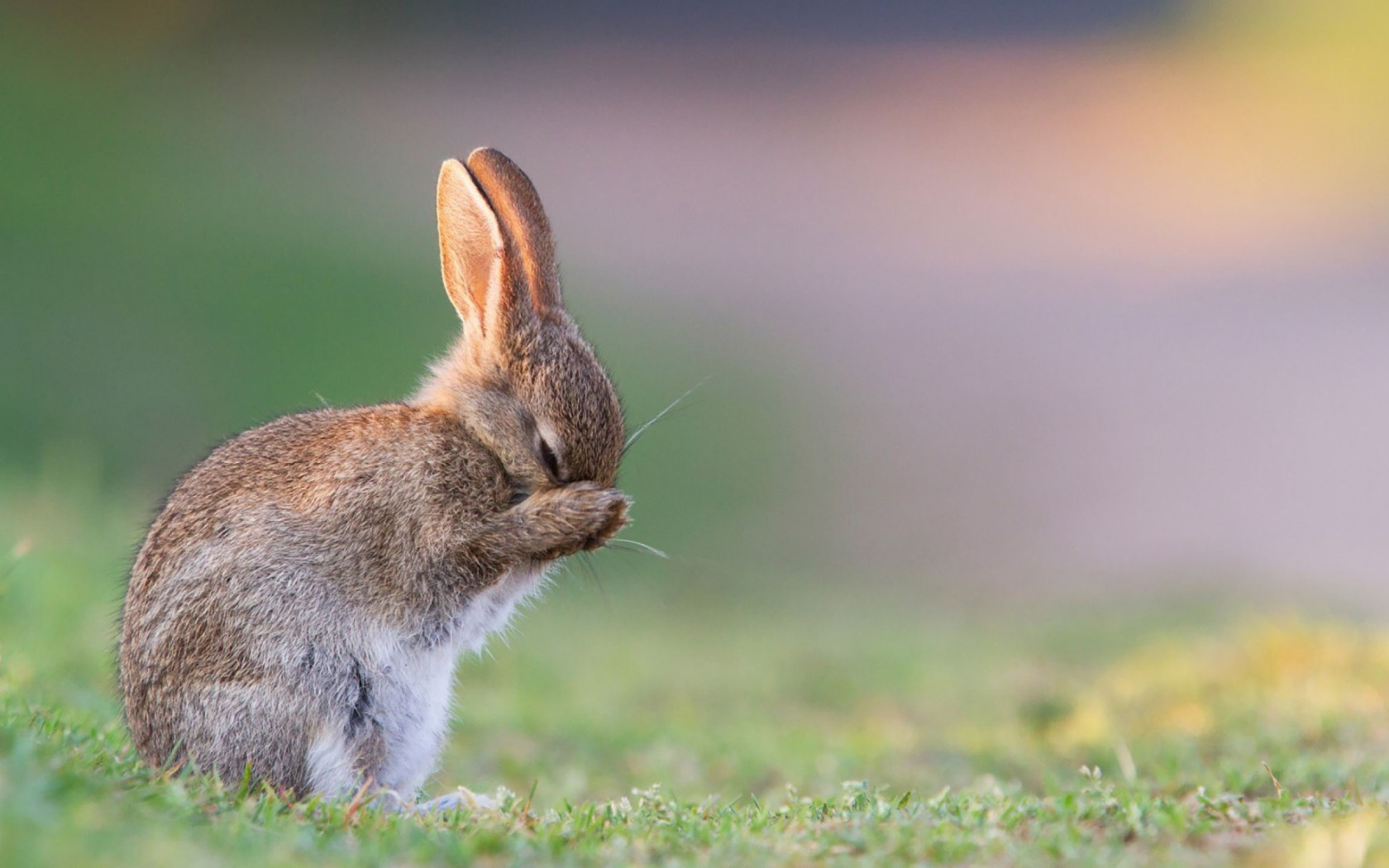 Следующая зайчик. Рэббит заяц. Милые зайчики. Кролик картинка. Милый зайчик.
