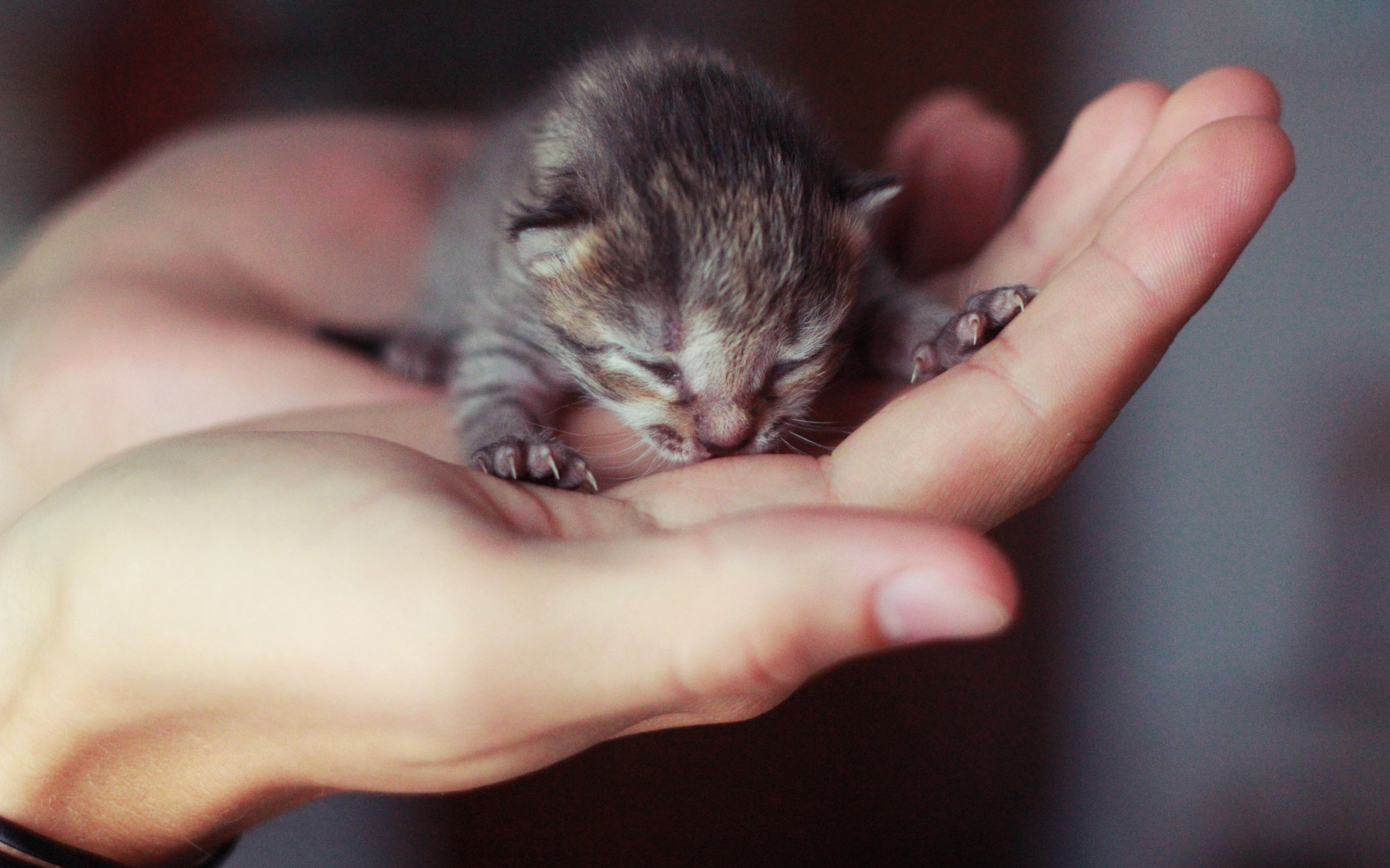 К чему снится котенок на руках женщины. Кошки маленькие. Слепые котята. Маленькие котята которые только родились. Картинки новорожденных котят.