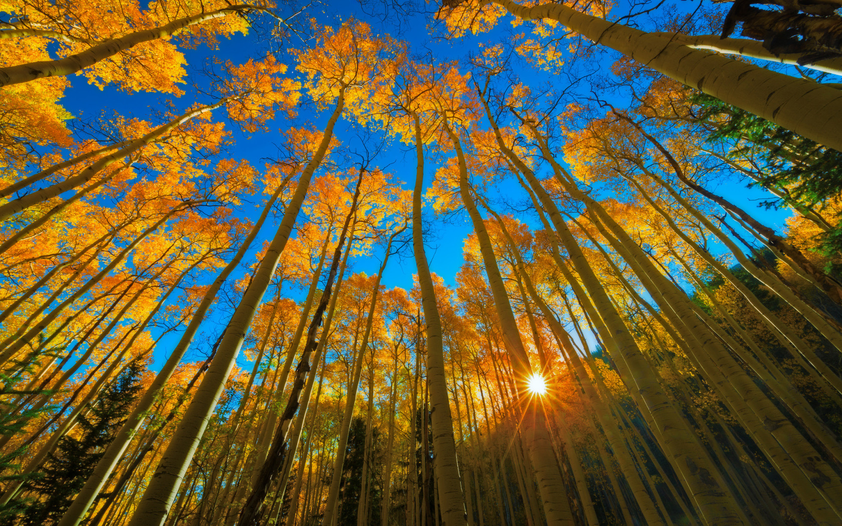 Солнечная осень. Осень солнце. Осеннее дерево. Дерево в лучах солнца. Виднеющиеся лучи