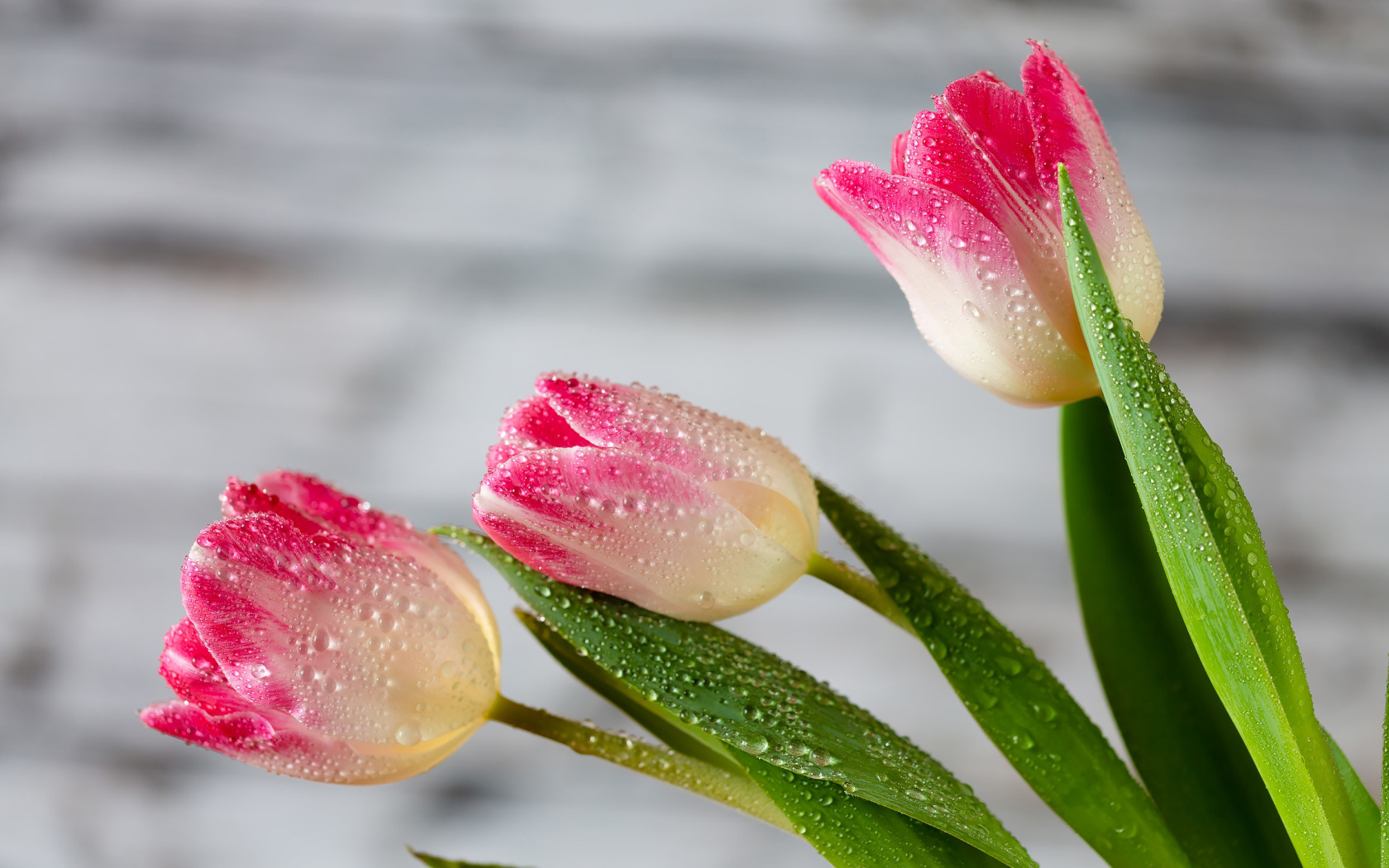Как часто нужно менять воду тюльпанам. Цветы тюльпаны. Роса на тюльпанах. Тюльпаны с капельками воды. Нежные тюльпаны.