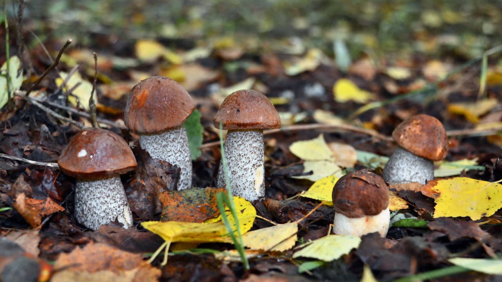 осенние лесные грибы фото