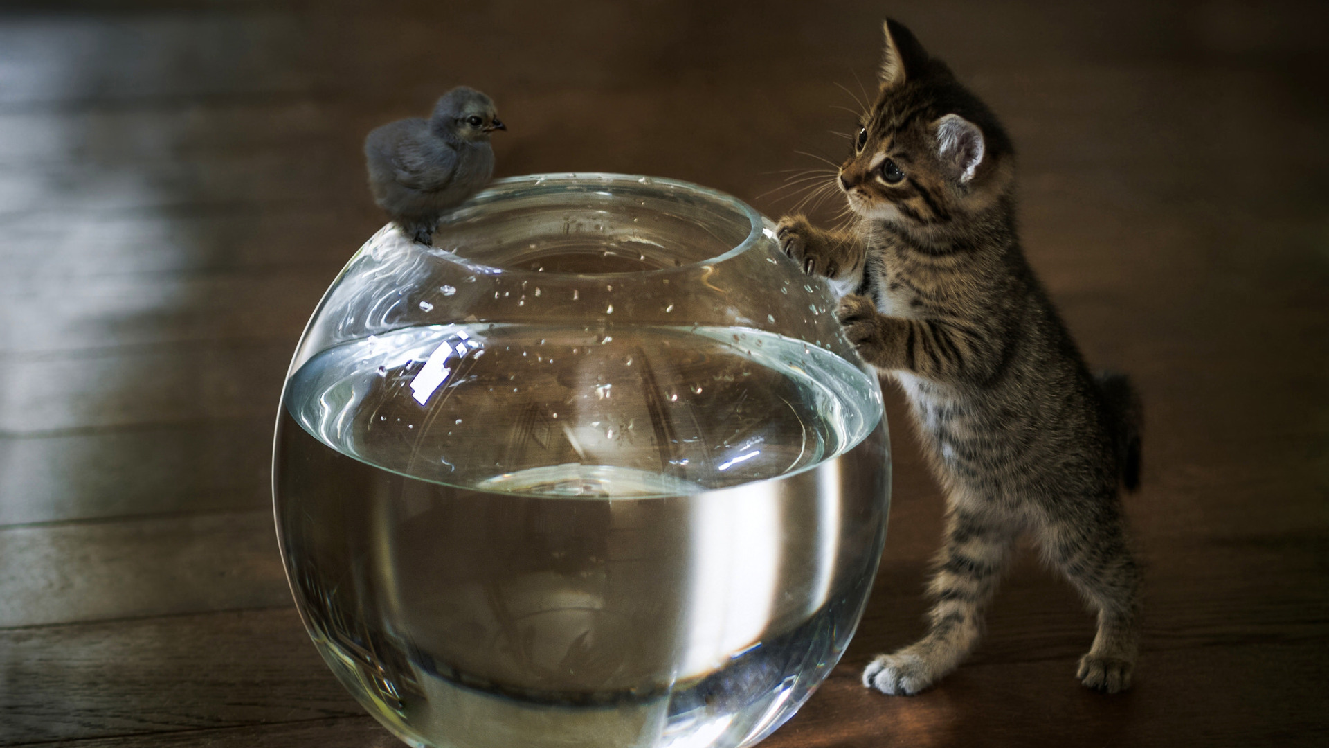 Пить воду аквариум. Котенок и аквариум. Кот с бокалом. Кот в воде. Кот в аквариуме.