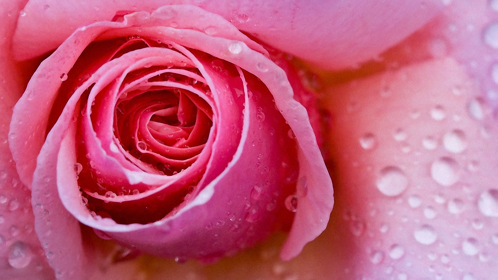 Видео про розовые. Розы обои. Розовые розы макро. Картинки на рабочий стол розы.