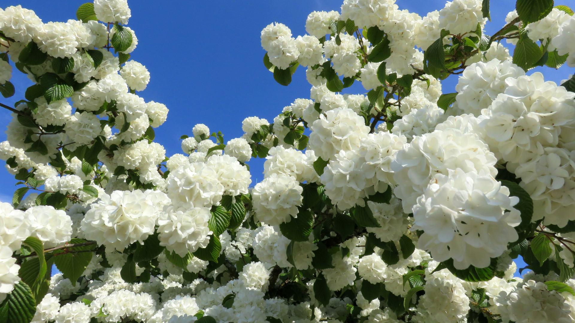 Белые кусты цветут в мае. Калина бульденеж. Калина бульденеж цветение. Калина Цветущая бульденеж. Калина бульденеж куст.
