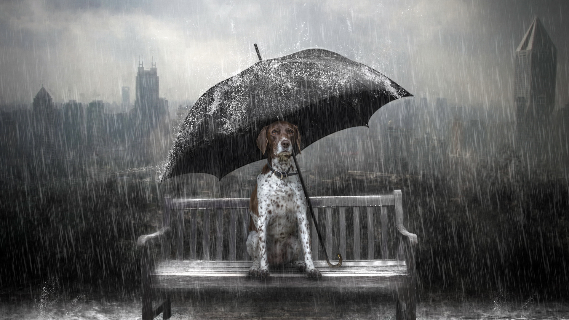 Сон стать дождем. Собака под дождем. Зонт под дождем. Собака под зонтом. Девушка с зонтом.