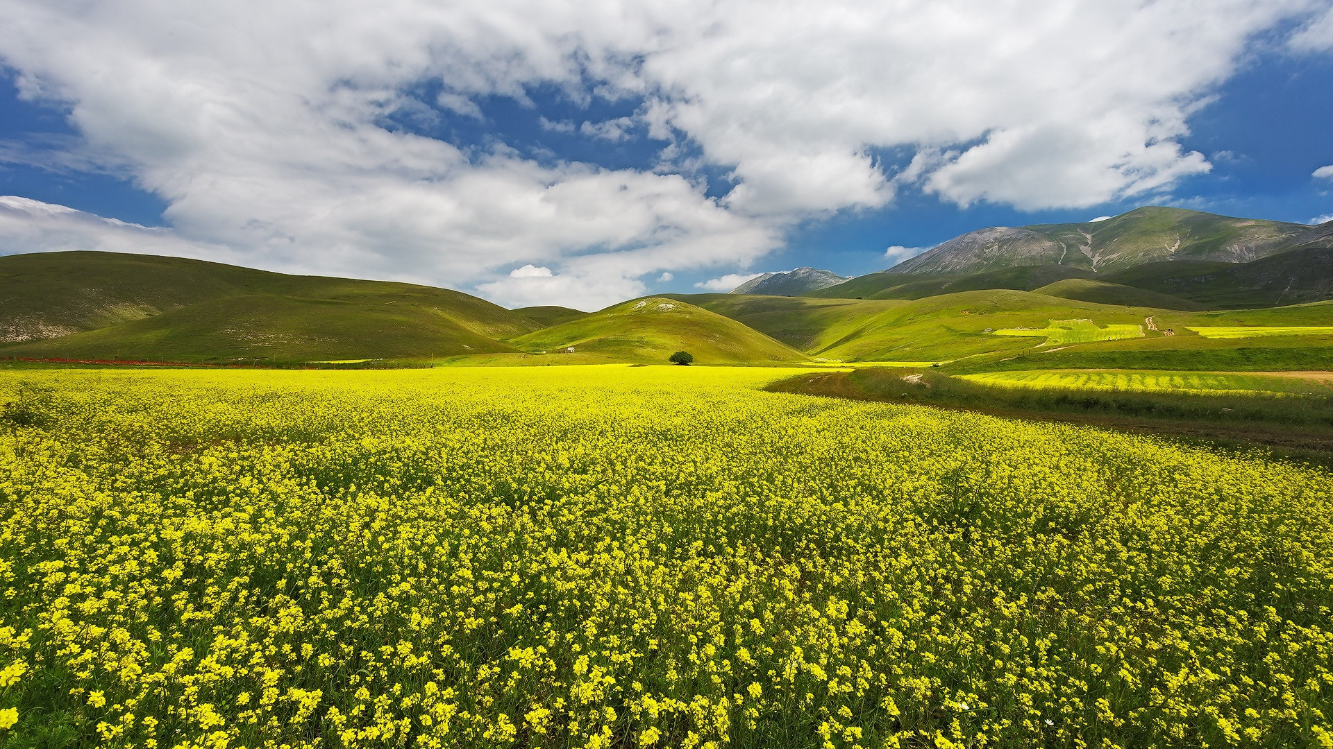 Луг холм. Луг. Желтый луг. Желтые цветочки на холмах. Исландия обои Луга желтые.