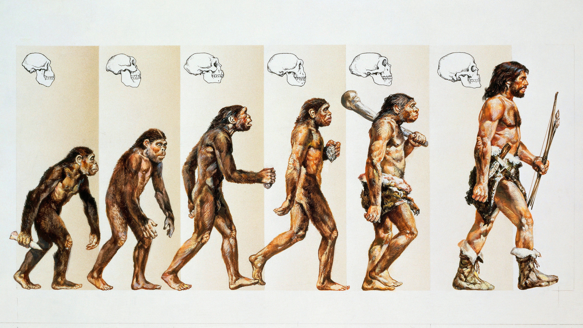 Хомо сапиенс Эволюция. Теория Дарвина о эволюции человека. Неандерталец и хомо сапиенс.