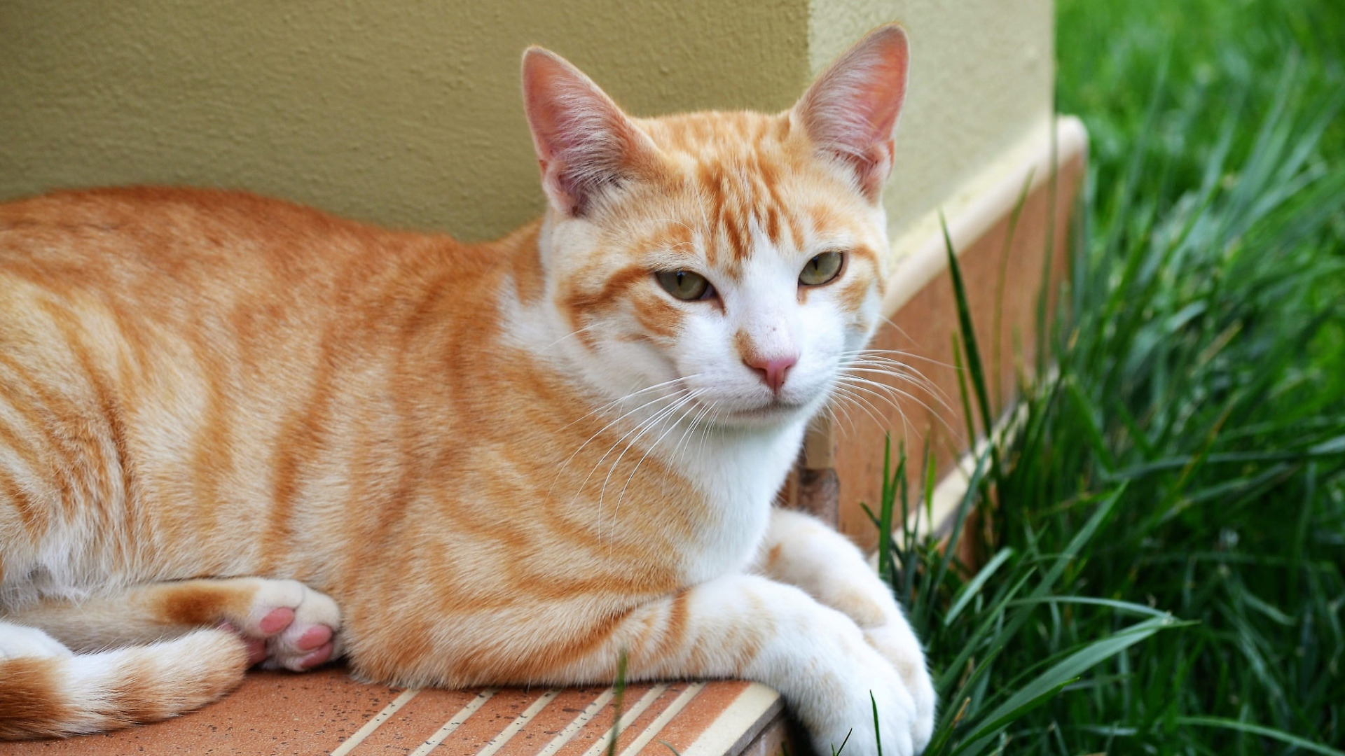 Рыжая полосатая кошка. Бенгальская короткошерстная кошка рыжая. Рыжий полосатый Оцикет. Макрелевый табби рыжий. Европейская короткошерстная табби рыжий.