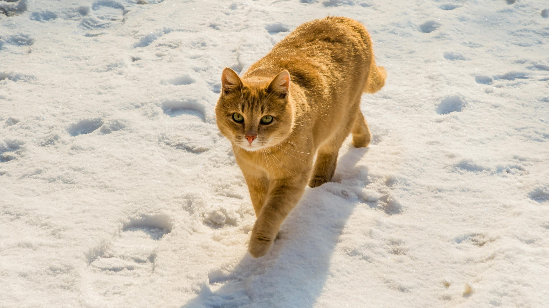 Включи 3 кота снежный. Кошки зимой. Кошка в снегу. Обои зима кот. Кот крадется.