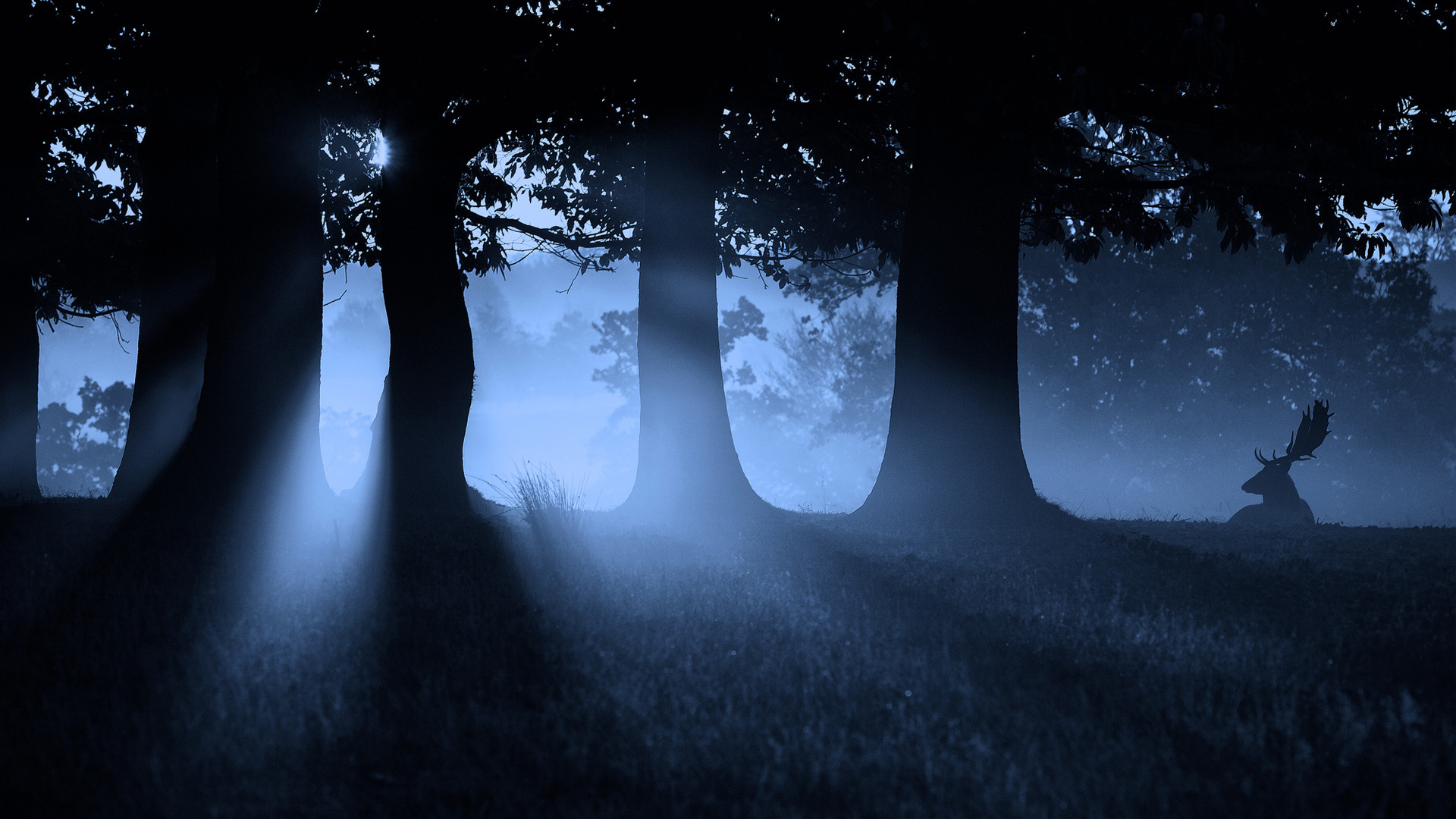«Ночь в лесу». Ночной лес. Лунный свет в лесу. Мистический лес. Лунной ночью свет загадочно