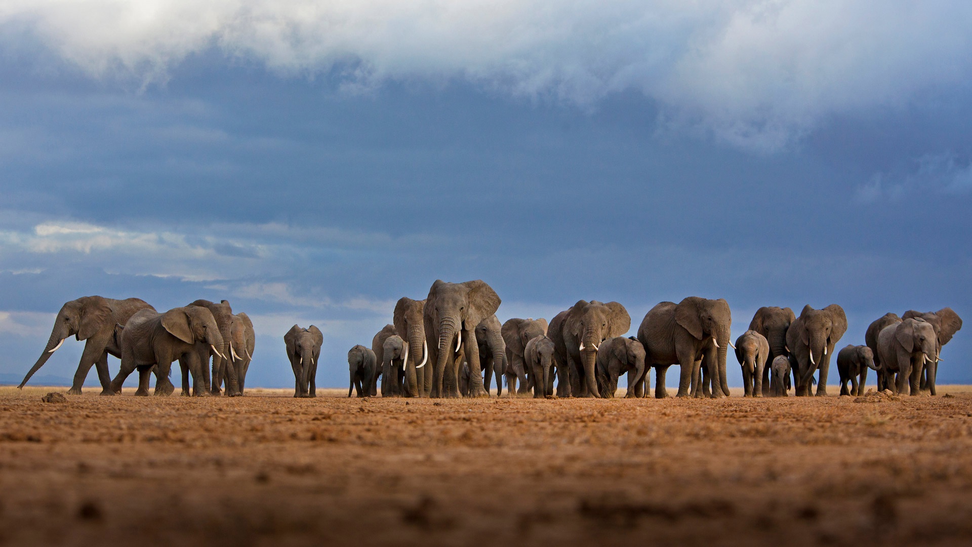 Слоновье стадо. Национальный парк Амбосели. Стадо африканских слонов Килиманджаро. Слоны в национальном парке Амбосели, Кения. Стая слонов.
