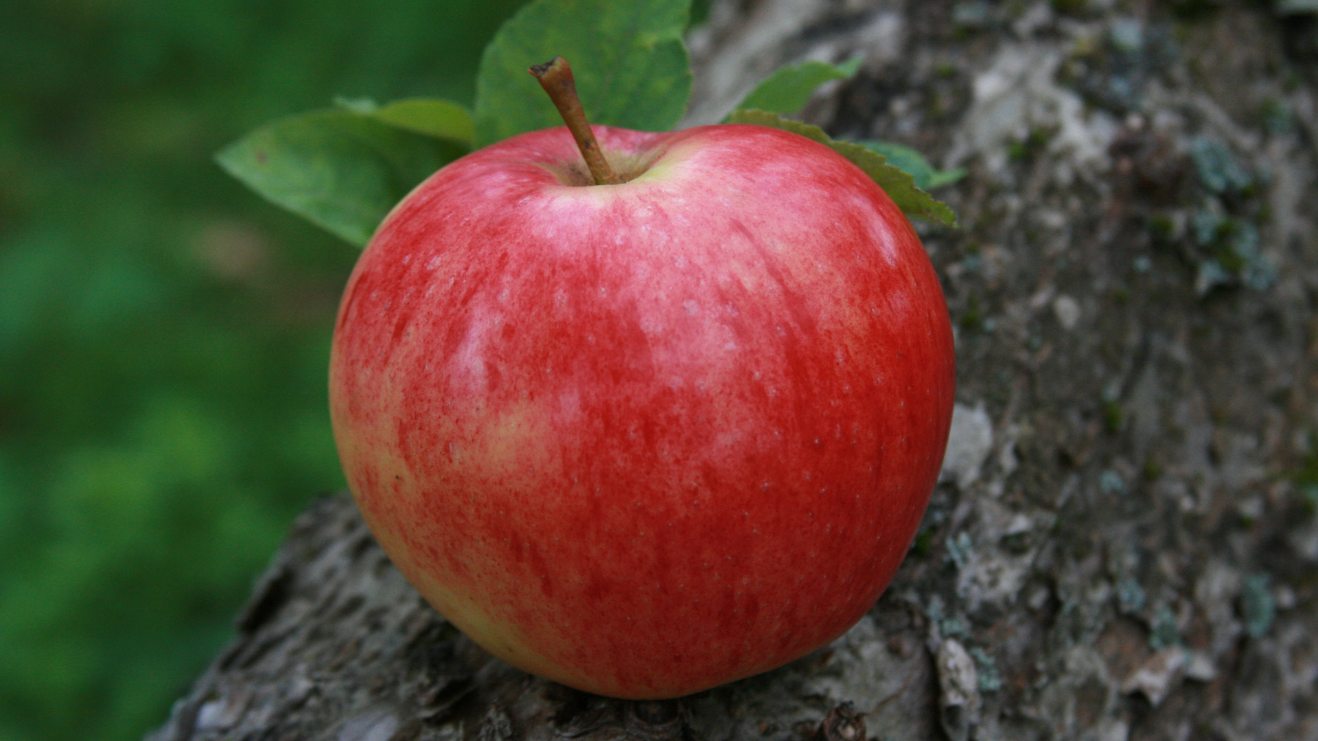 К чему снятся красивые яблоки. Яблоко. Яблоки красные. Яблоко спелое красное. Обои на рабочий стол яблоки.