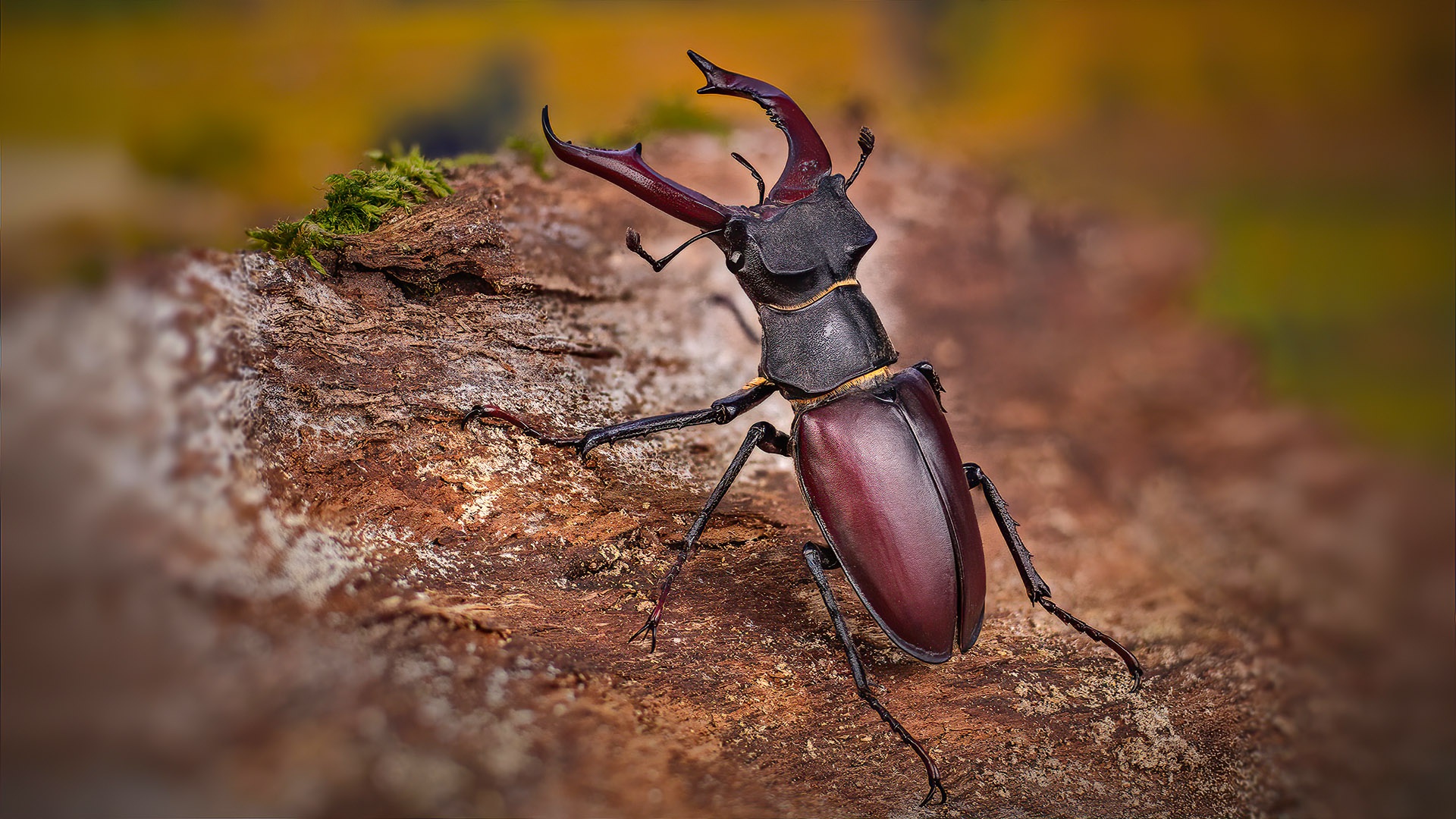 Майский олень. Жук с рогами. Жук-олень (Lucanus Cervus). Жук олень Рогач. Жук Рогач и Жук олень.