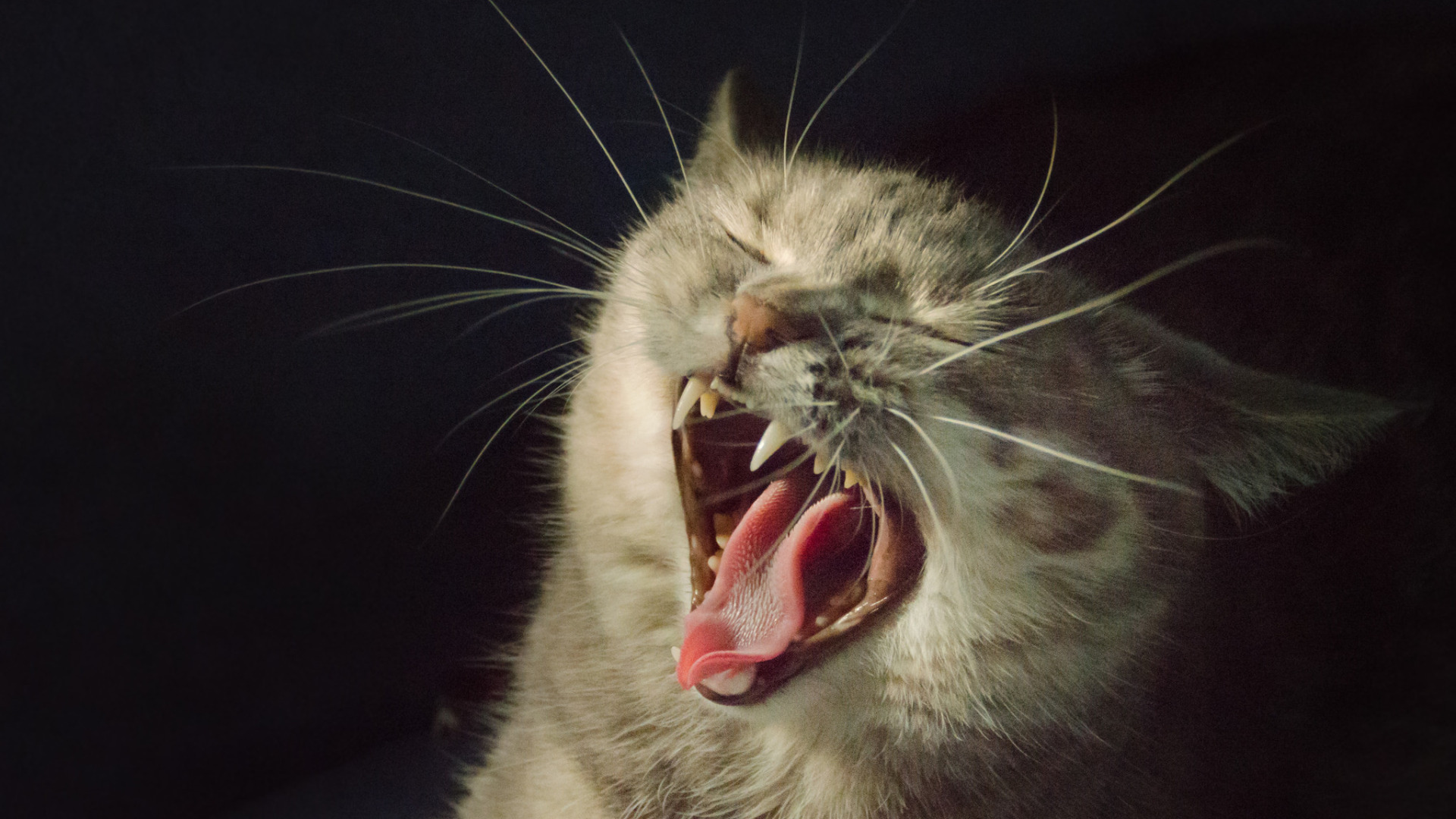 Орущий кот. Кошка зевает. Кот с открытым ртом. Крик кошки в брачный