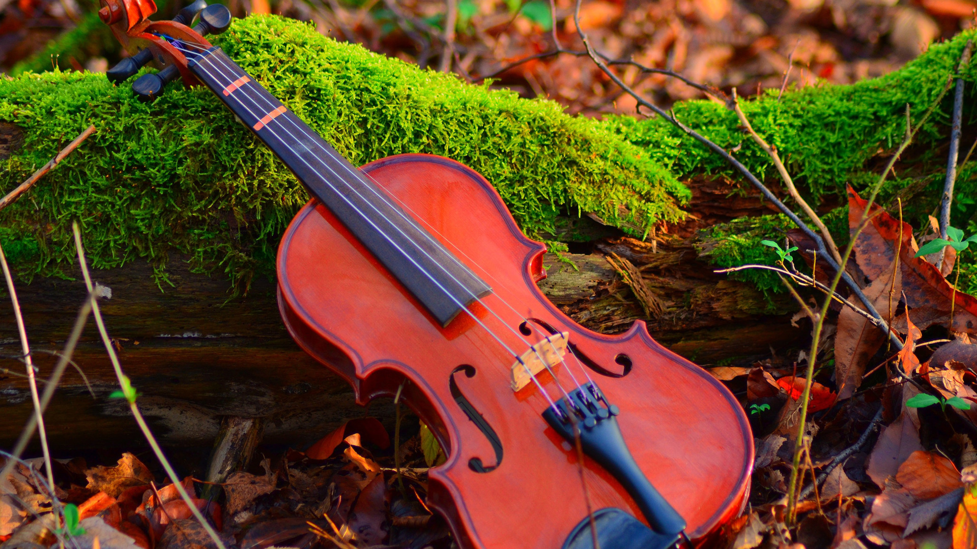 Красота музыка природа. Скрипка Вивальди. Антонио Вивальди скрипка. Осенняя скрипка. Скрипка осень.