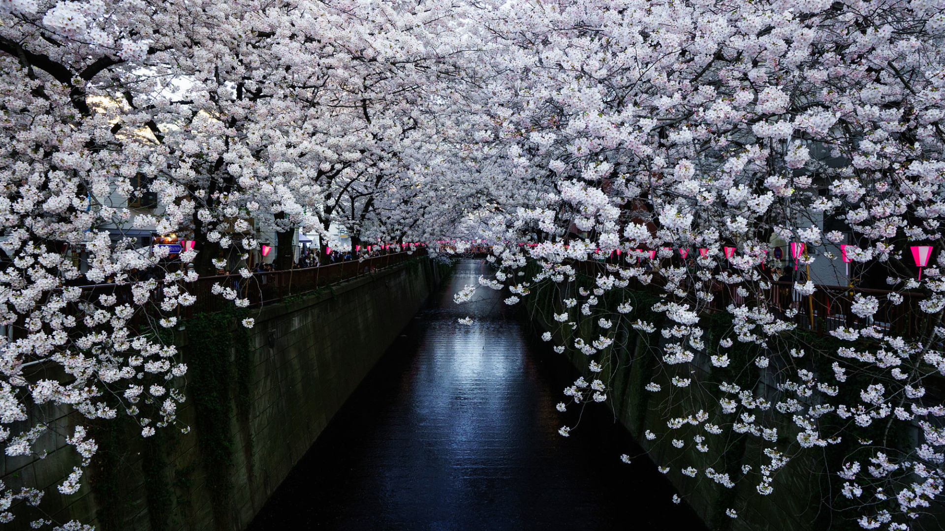 Скачать обои Япония, сакура, Japan, раздел город в разрешении 1920x1080