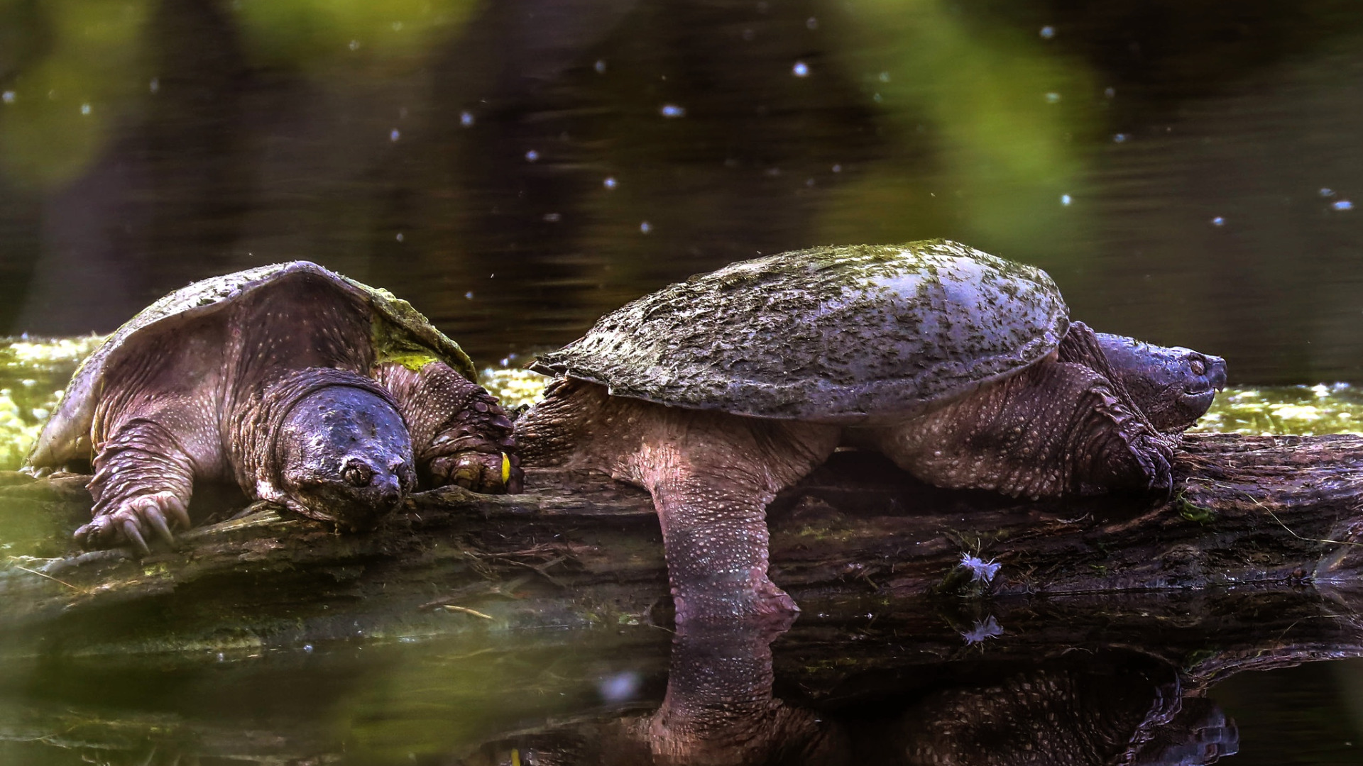 Водные черепахи