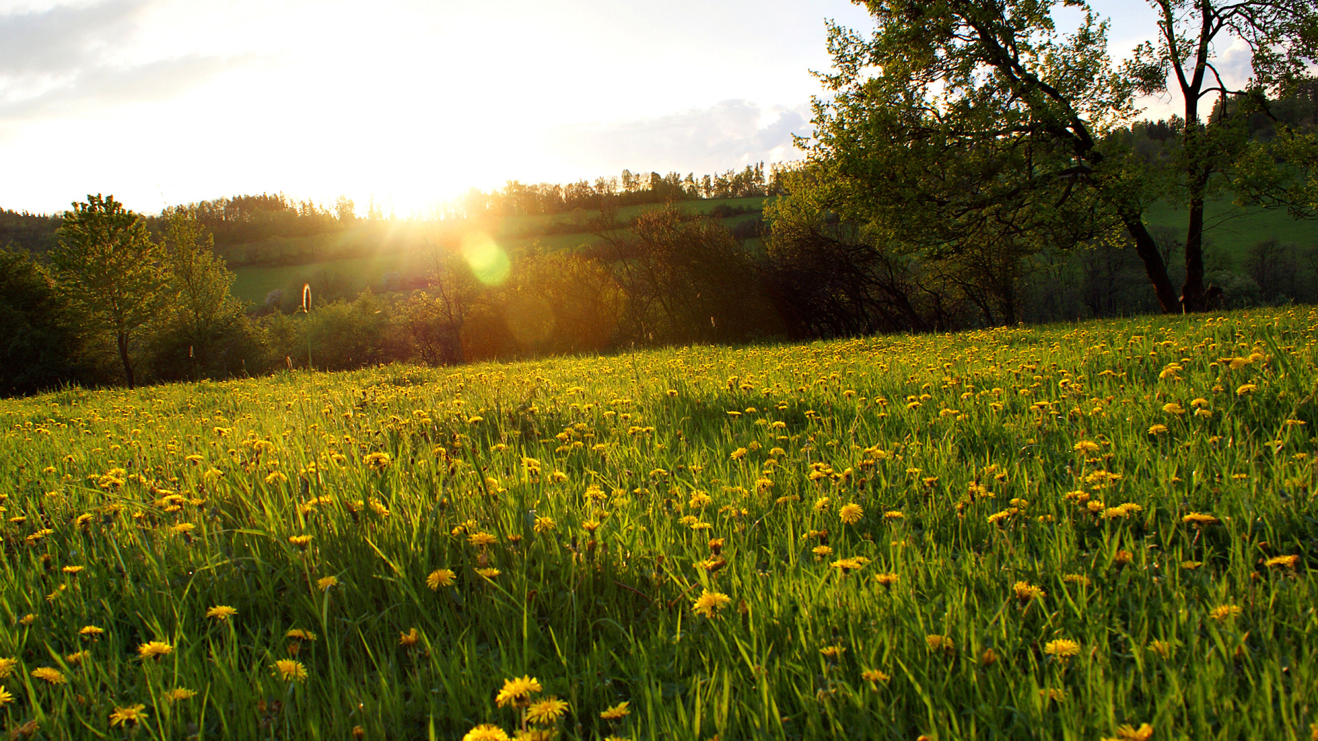 Солнечный день в начале лета я брожу. Айша Зеленодольский район поле одуванчиков. Солнечная Поляна луг деревья цветы. Весенний луг. Красивые Луга.