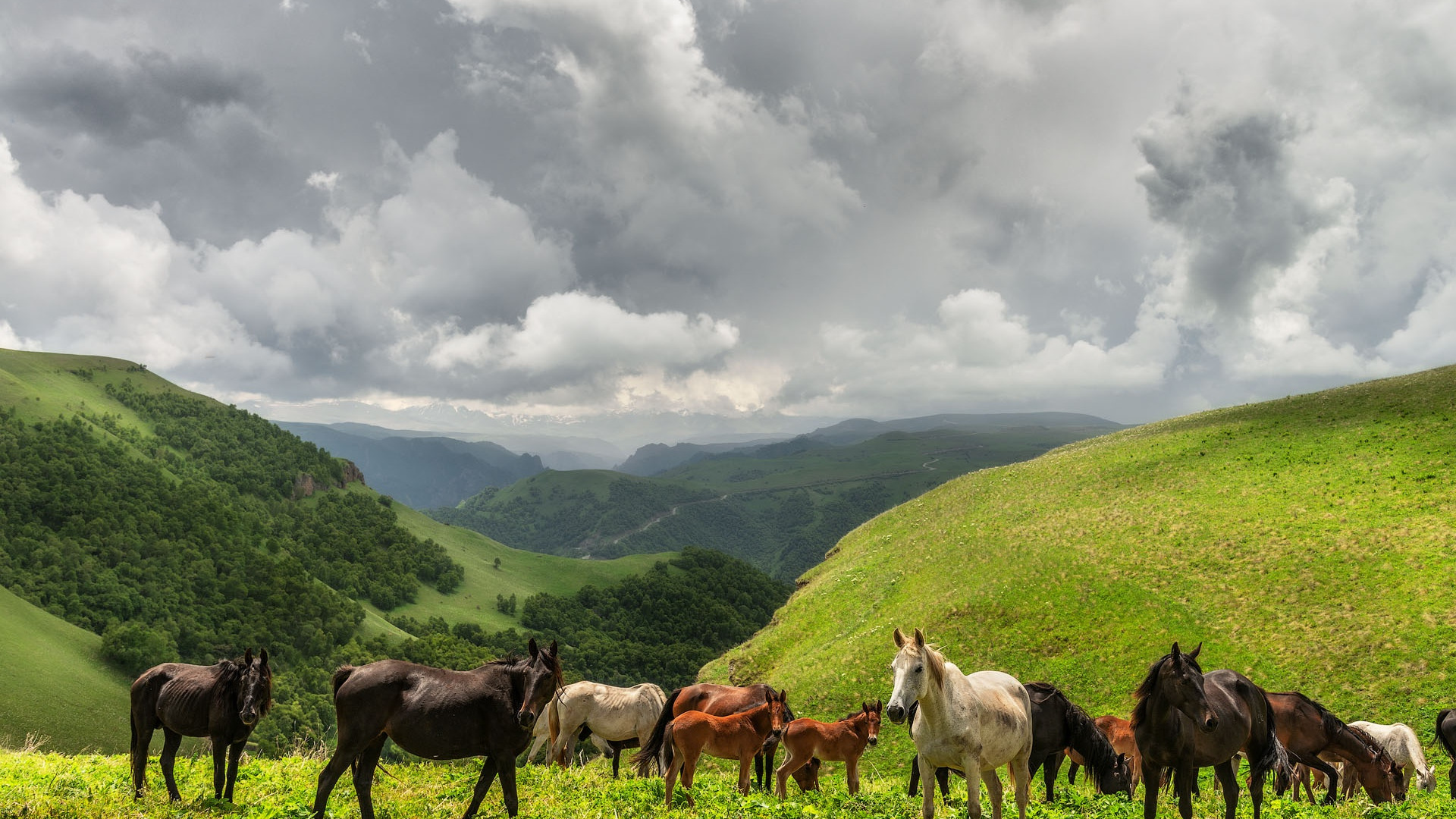 лошади горы красивое