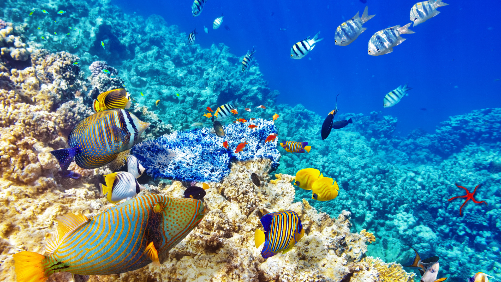 Видео океана лучшее. Снорклинг Шарм Эль Шейх. Коралловый риф в Шарм Эль Шейхе. Подводный риф Шарм-Эль-Шейх. Красное море Шарм-Эль-Шейх.