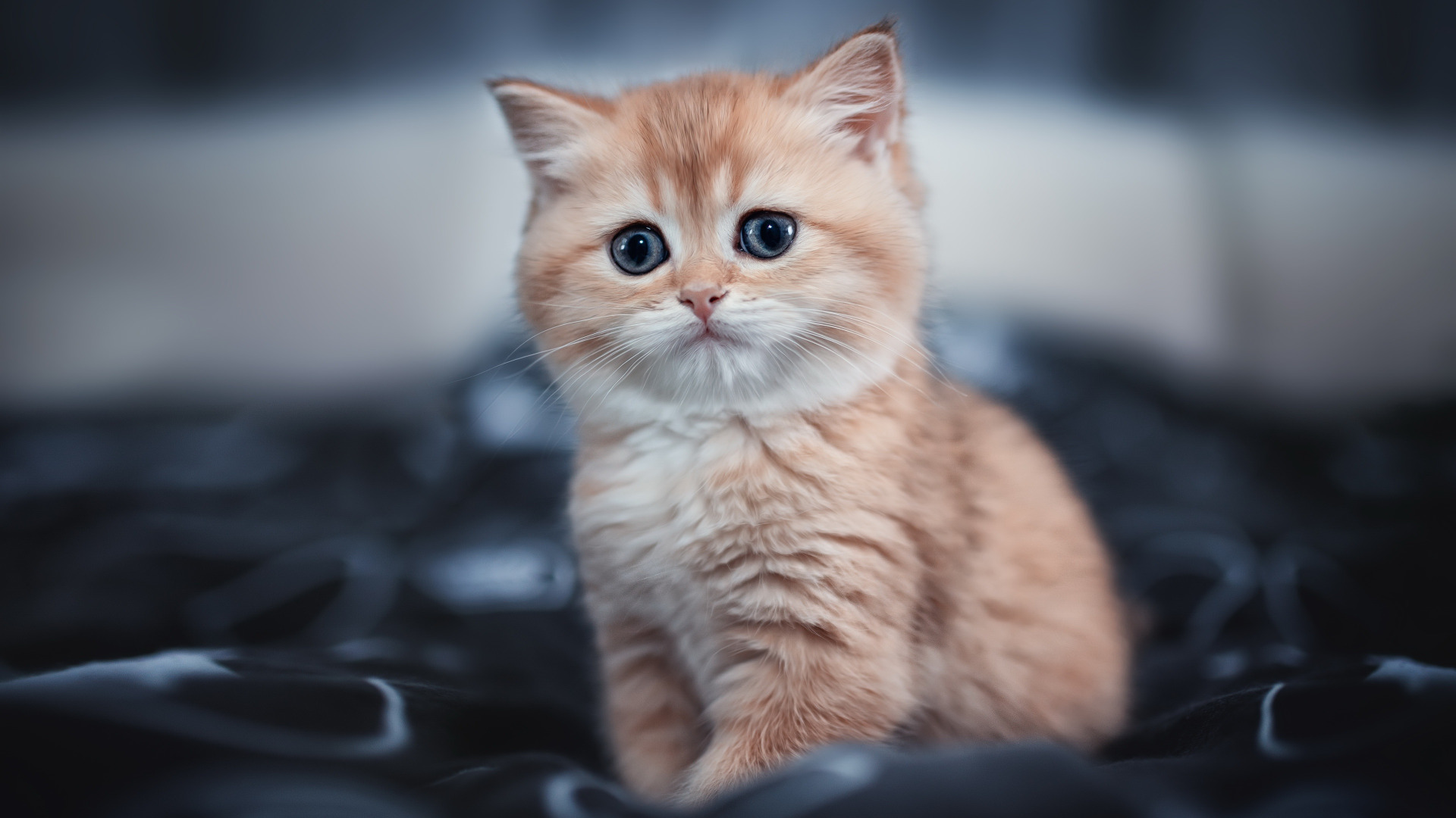 Kitten small cat wallpaper 4k #4.3345