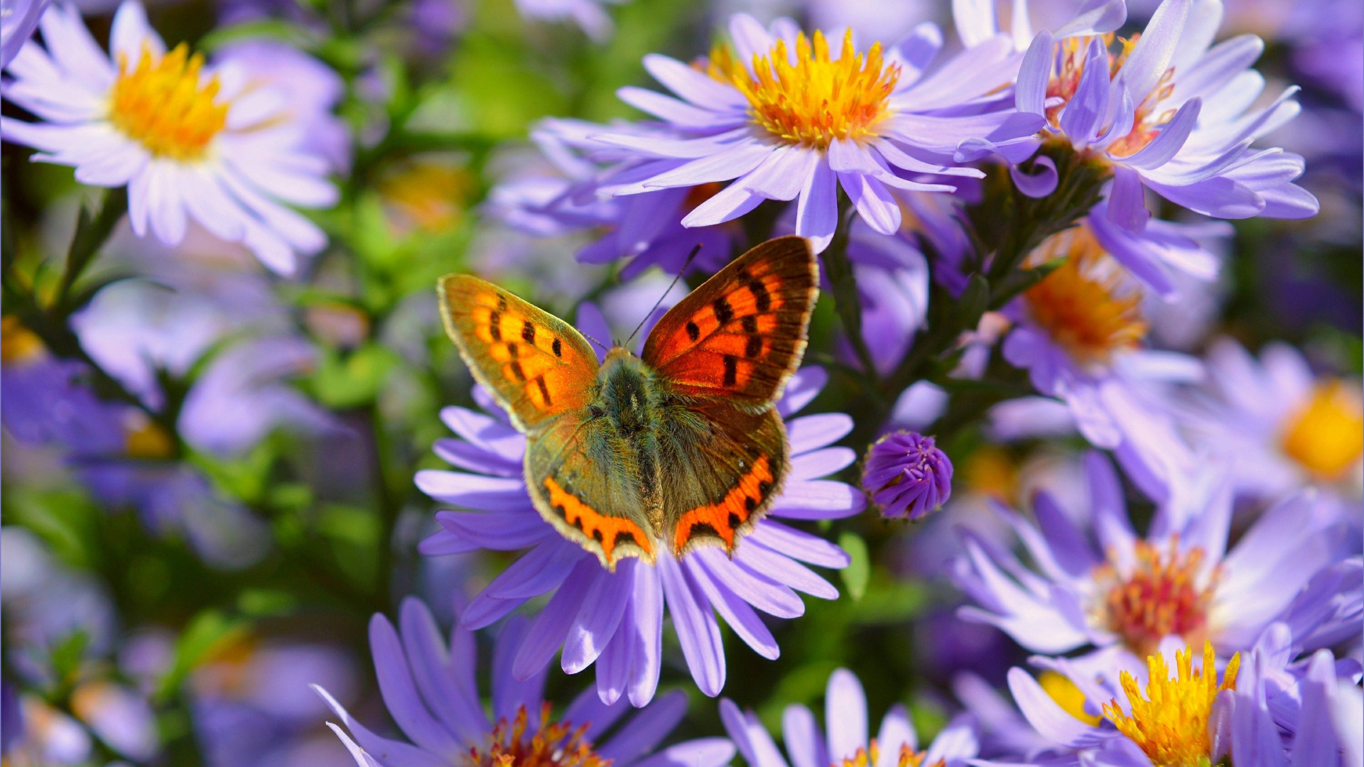 Видео бабочки и цветы. Бабочка на цветке. Бабочки в цветах. Красивые бабочки на цветах. Лето бабочки.